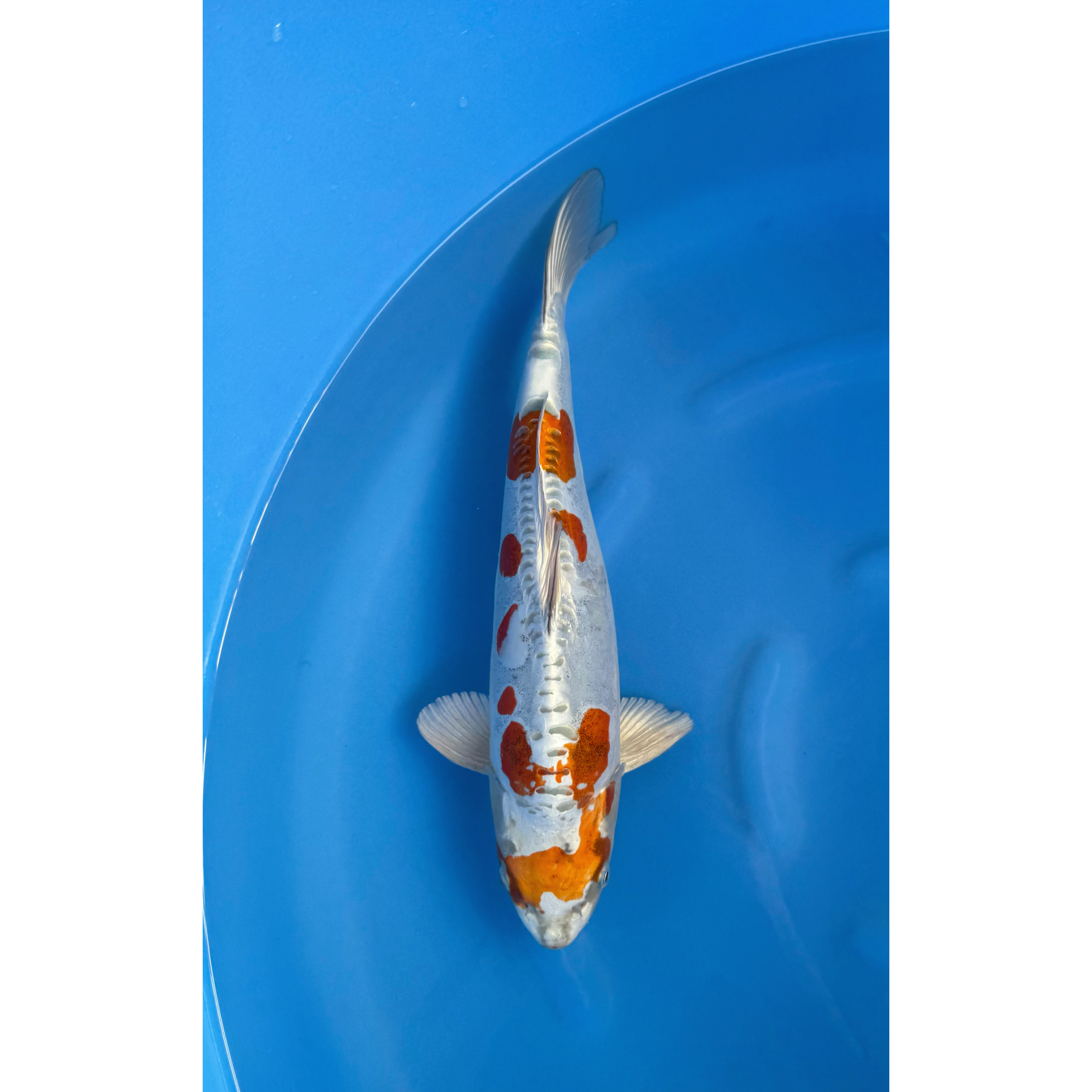 Kase - Nisai - Doitsu Kogane Ochiba - KOI-7262041