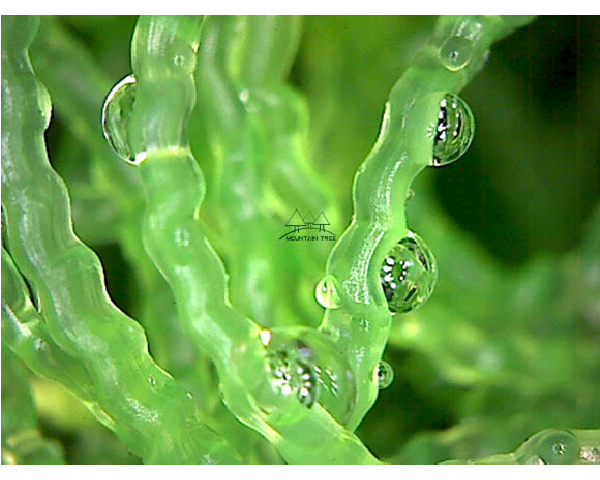 Blad, Plant, Druppel