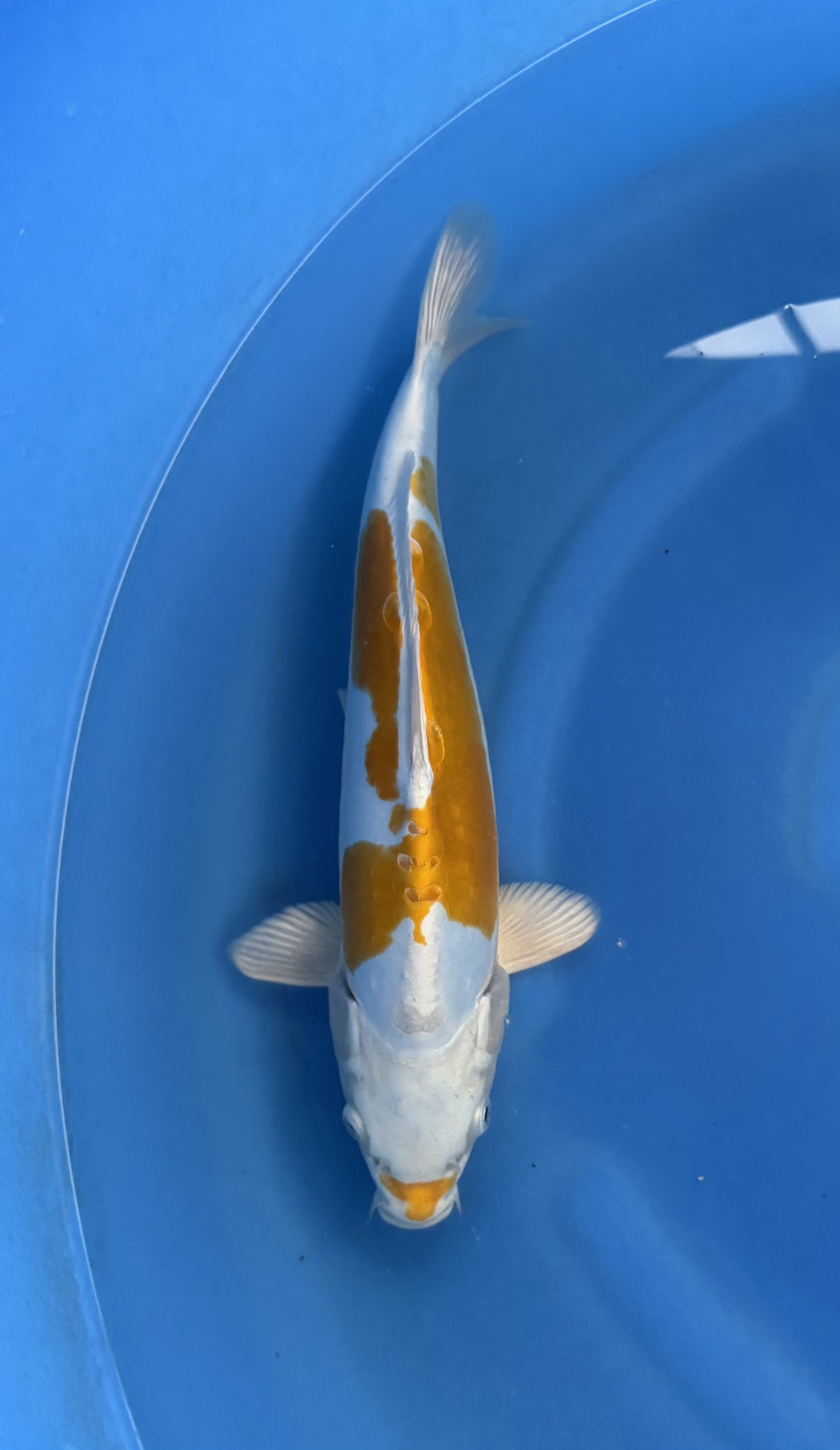 Dier, Karper, Vis, Zeeleven, Koi