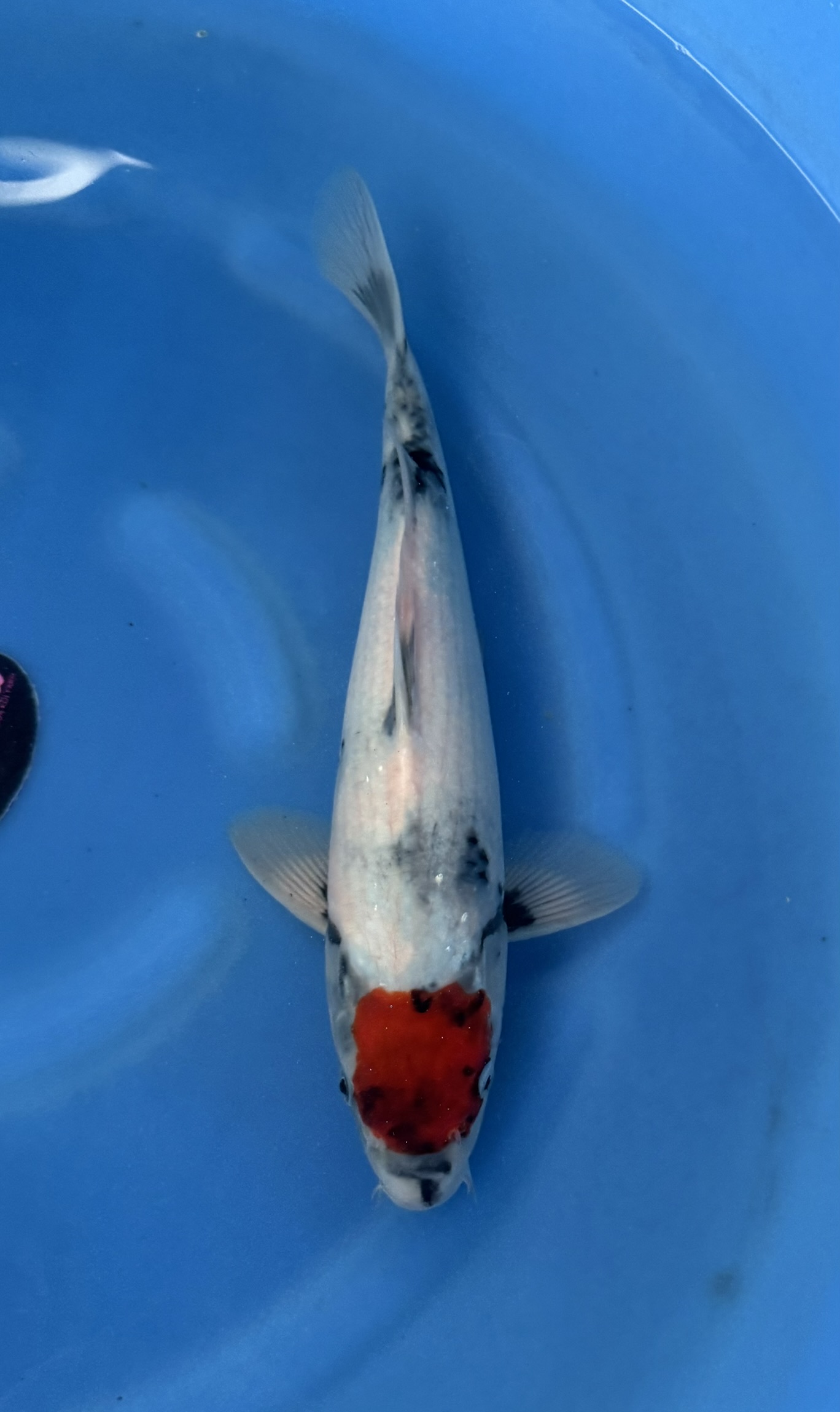 Vis, Zeeleven, Karper, Koi, Aquatisch