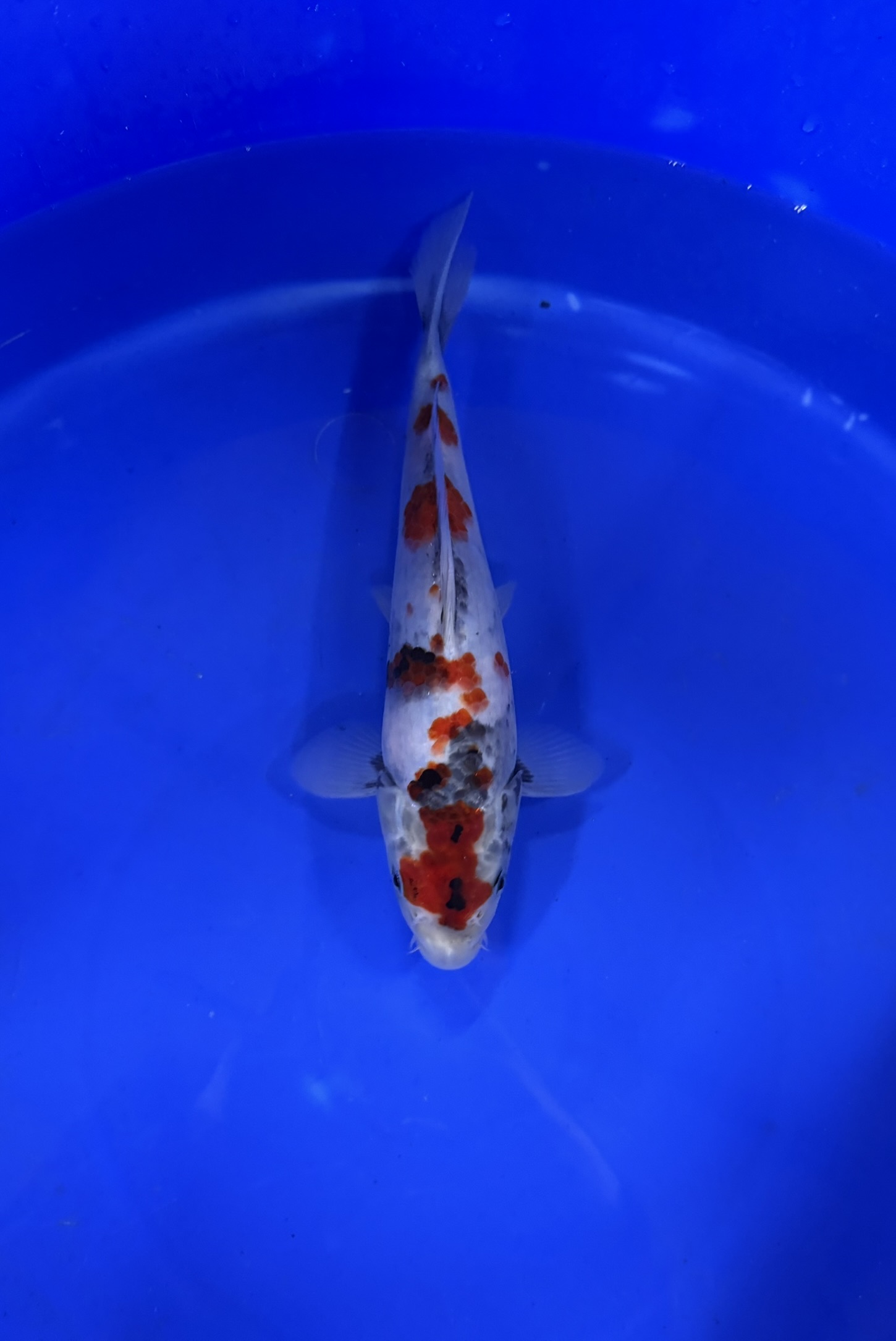 Aquatisch, Karper, Vis, Koi, Zeeleven