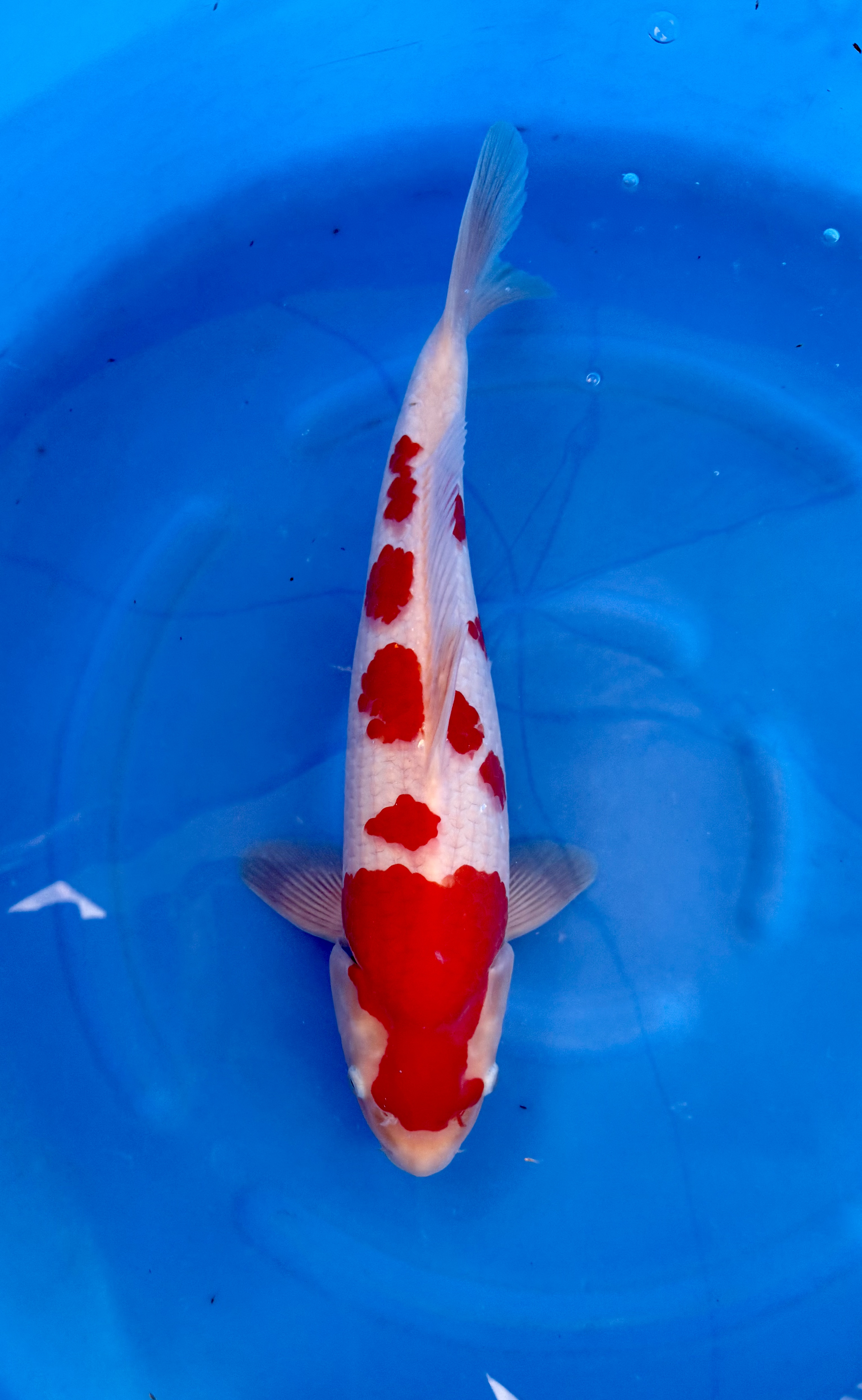Yagoro - Nisai - Kohaku - KOI-7262227