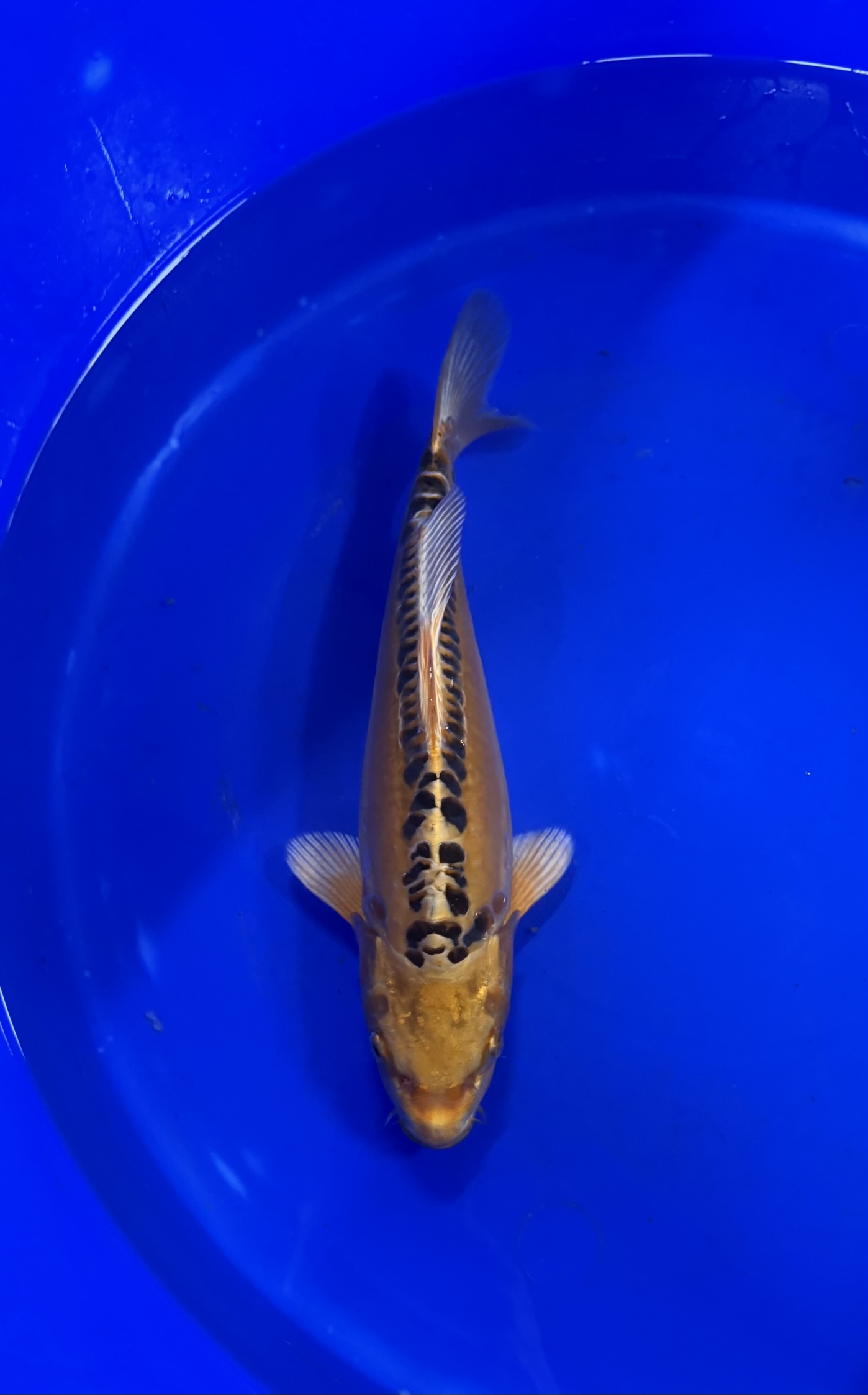 Aquatisch, Water, Vis, Karper, Koi