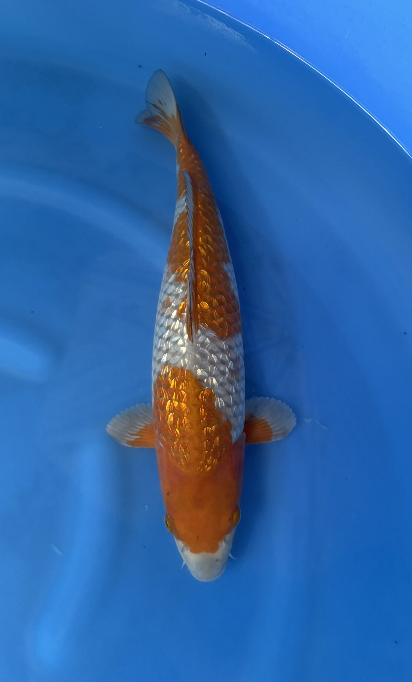 Dier, Vis, Zeeleven, Karper, Koi