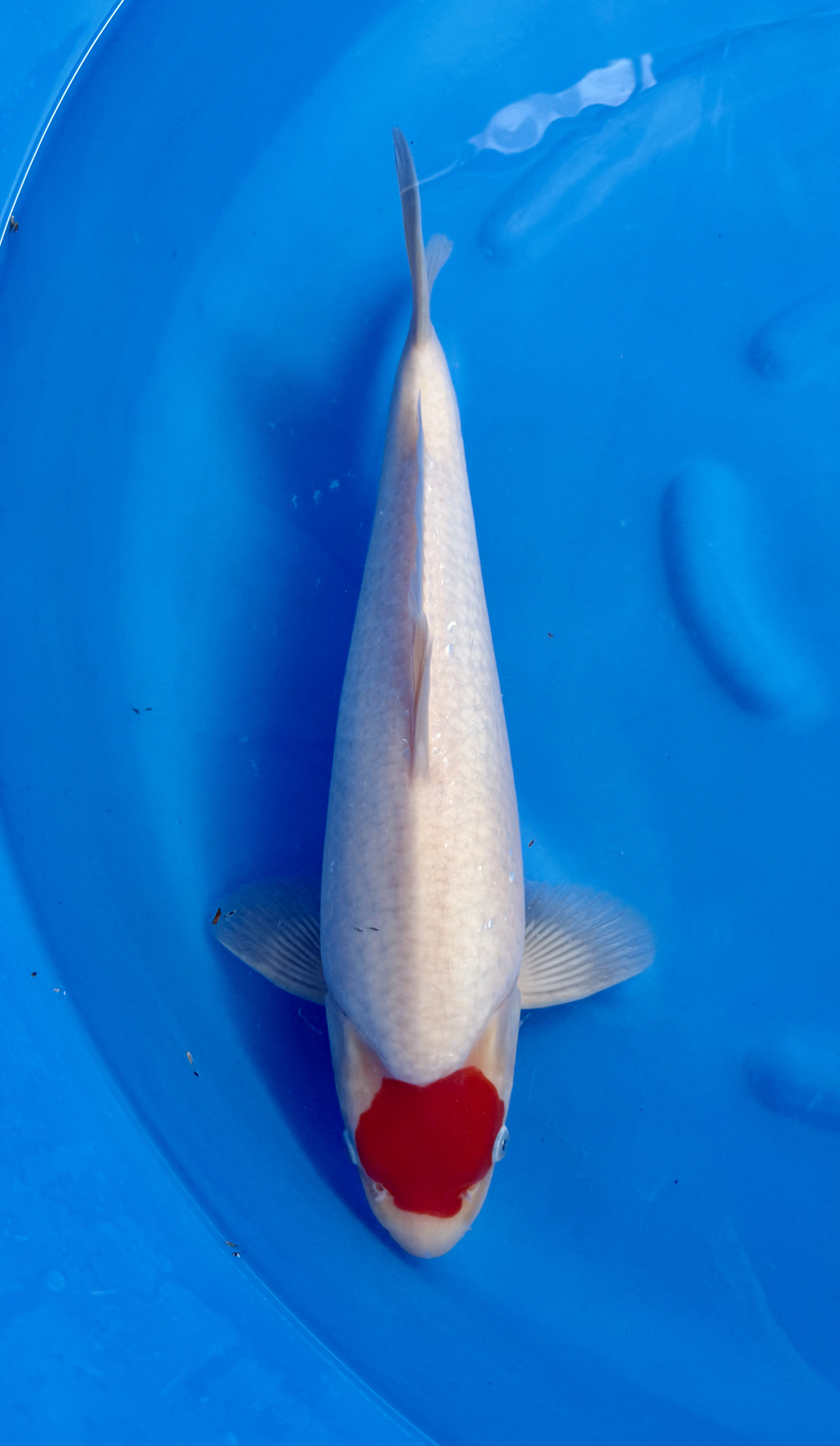 Yagoro - Nisai - Tancho Kohaku - KOI-7260668