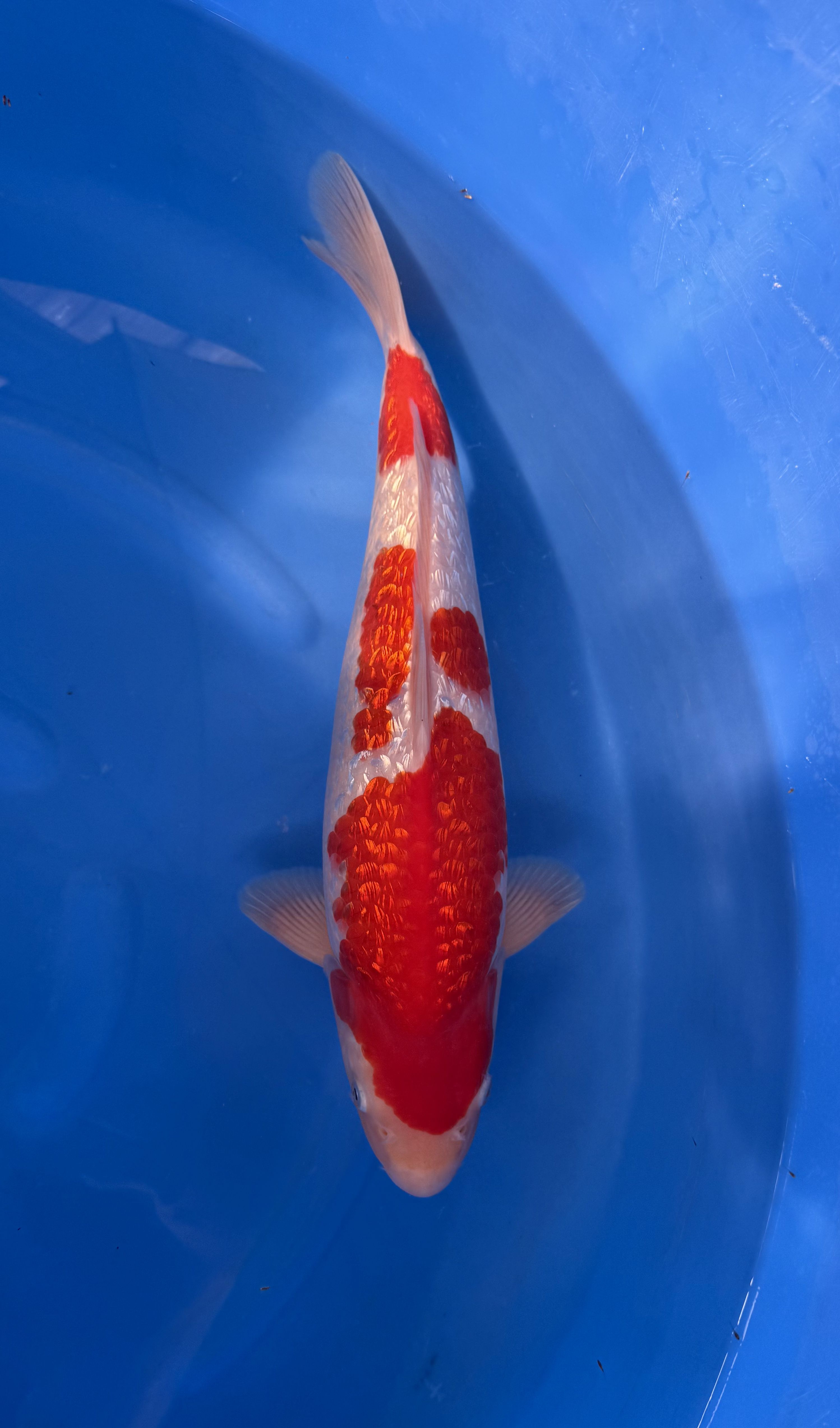 Yagoro - Nisai - Ginrin Kohaku - KOI-7263050