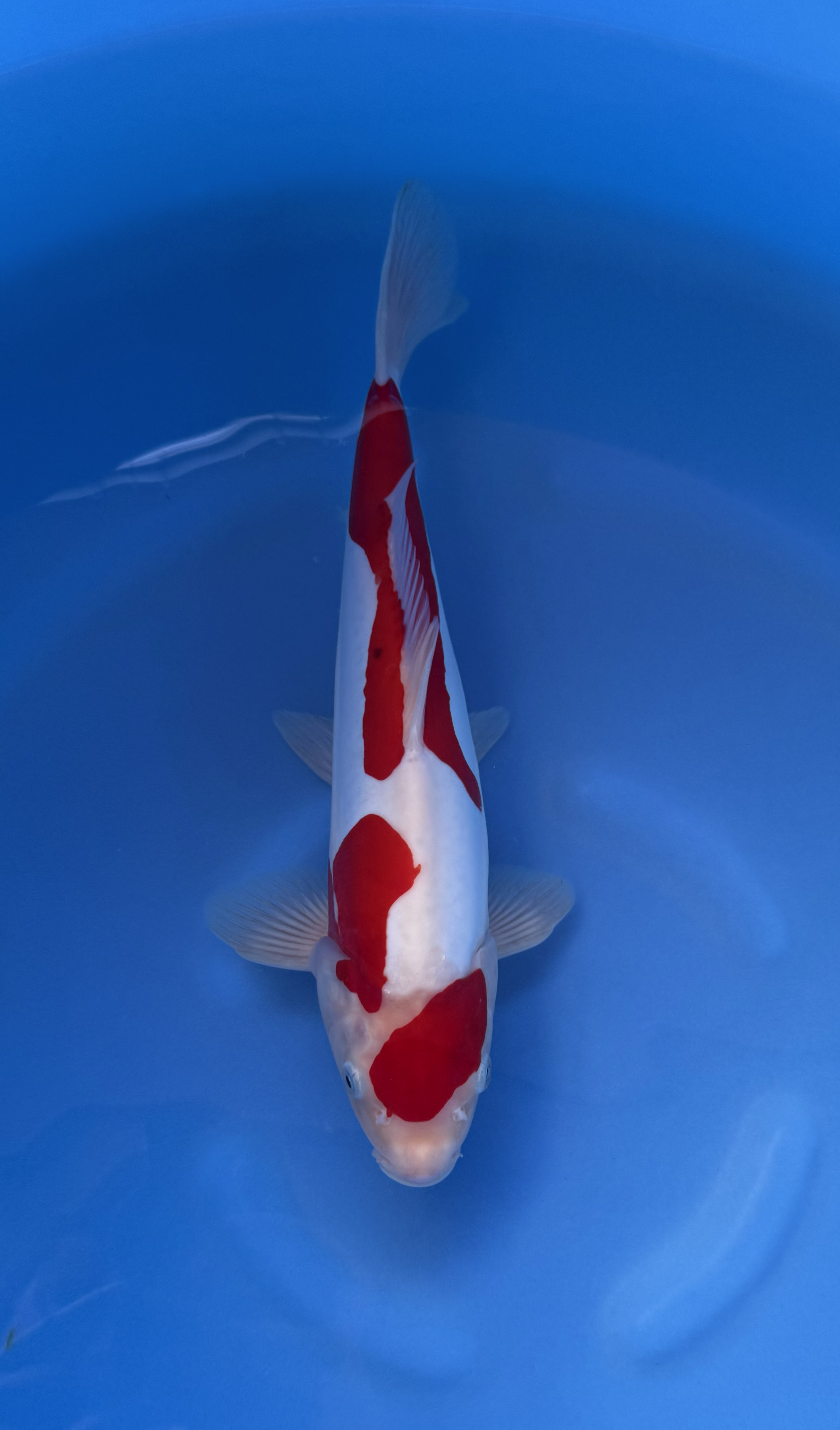 Vis, Zeeleven, Karper, Koi, Aquatisch