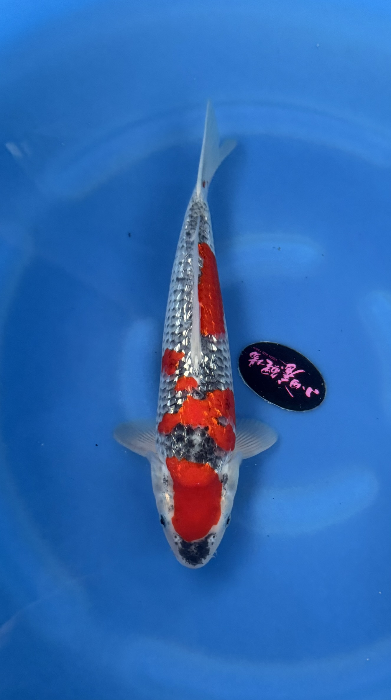 Aquatisch, Vis, Zeeleven, Karper, Koi