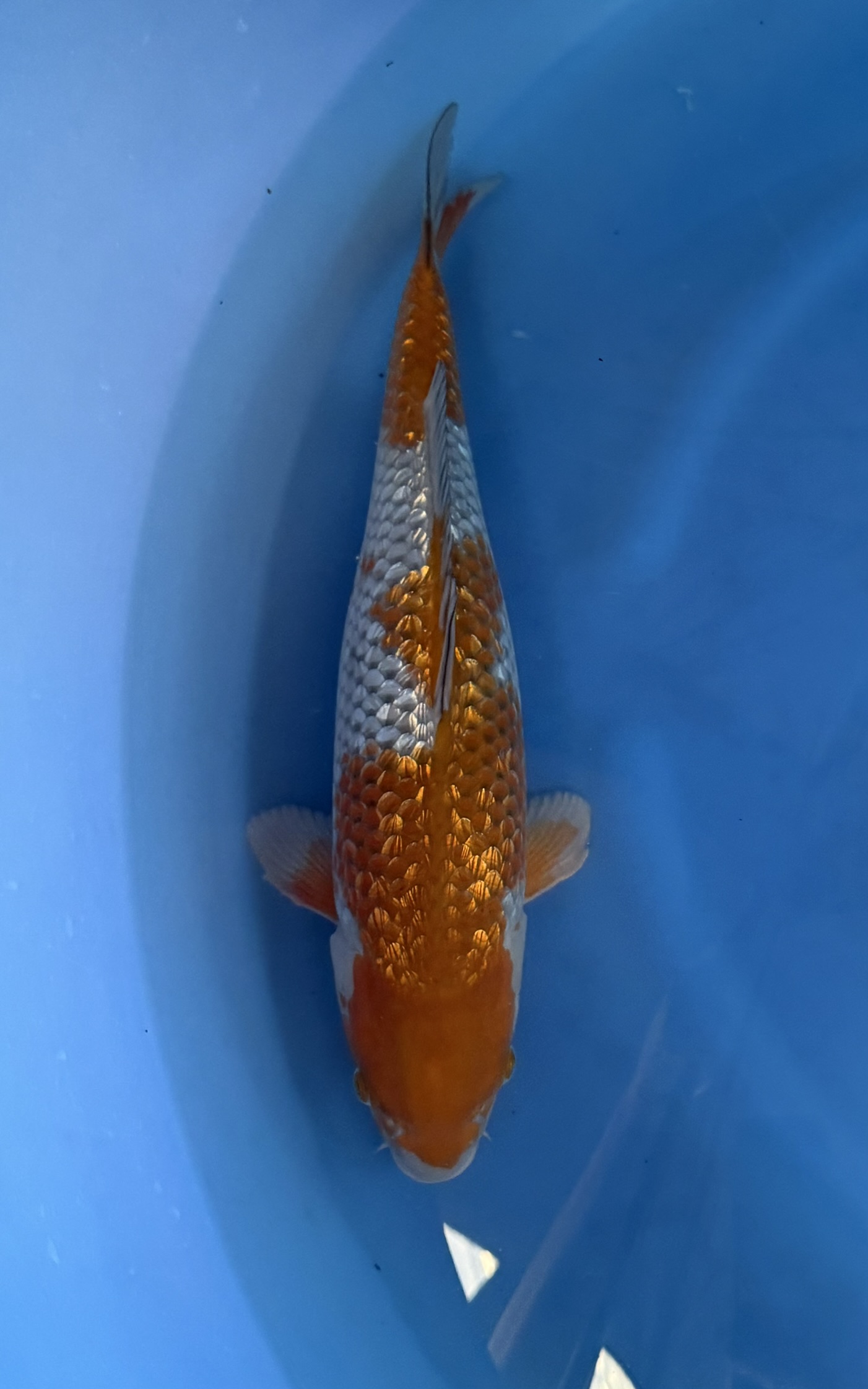 Dier, Vis, Zeeleven, Karper, Koi