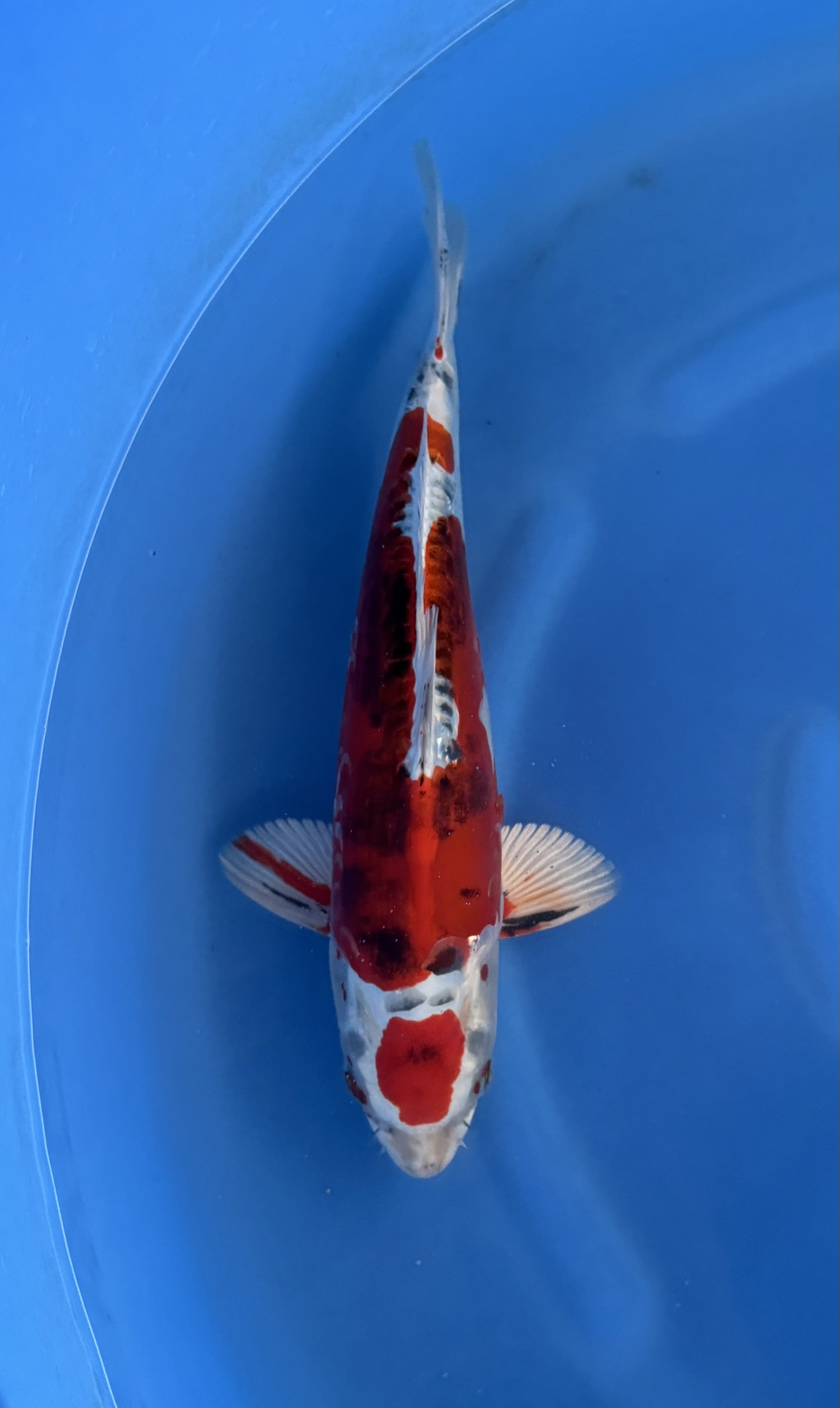 Dier, Karper, Vis, Zeeleven, Koi