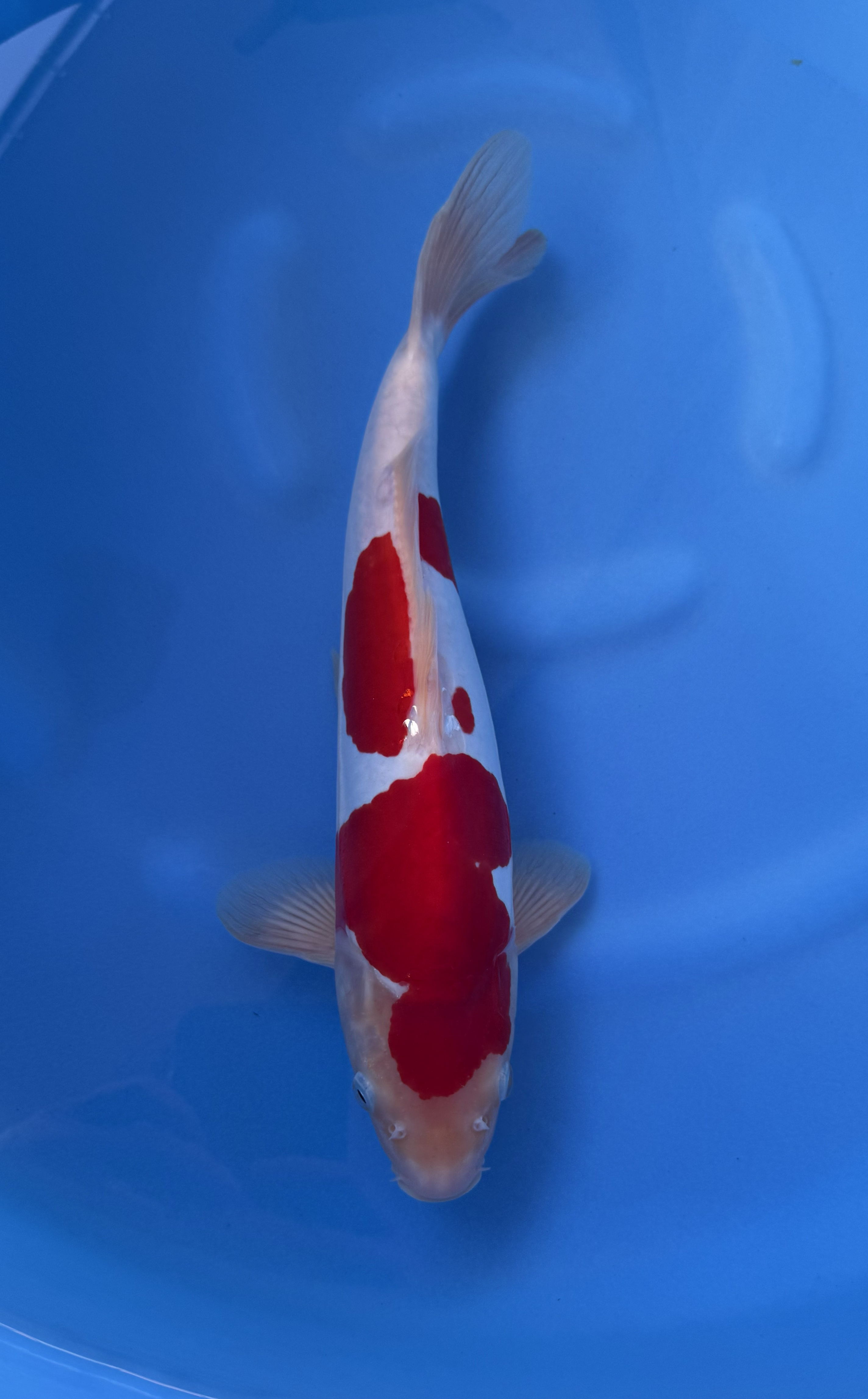 Dier, Vis, Zeeleven, Karper, Koi