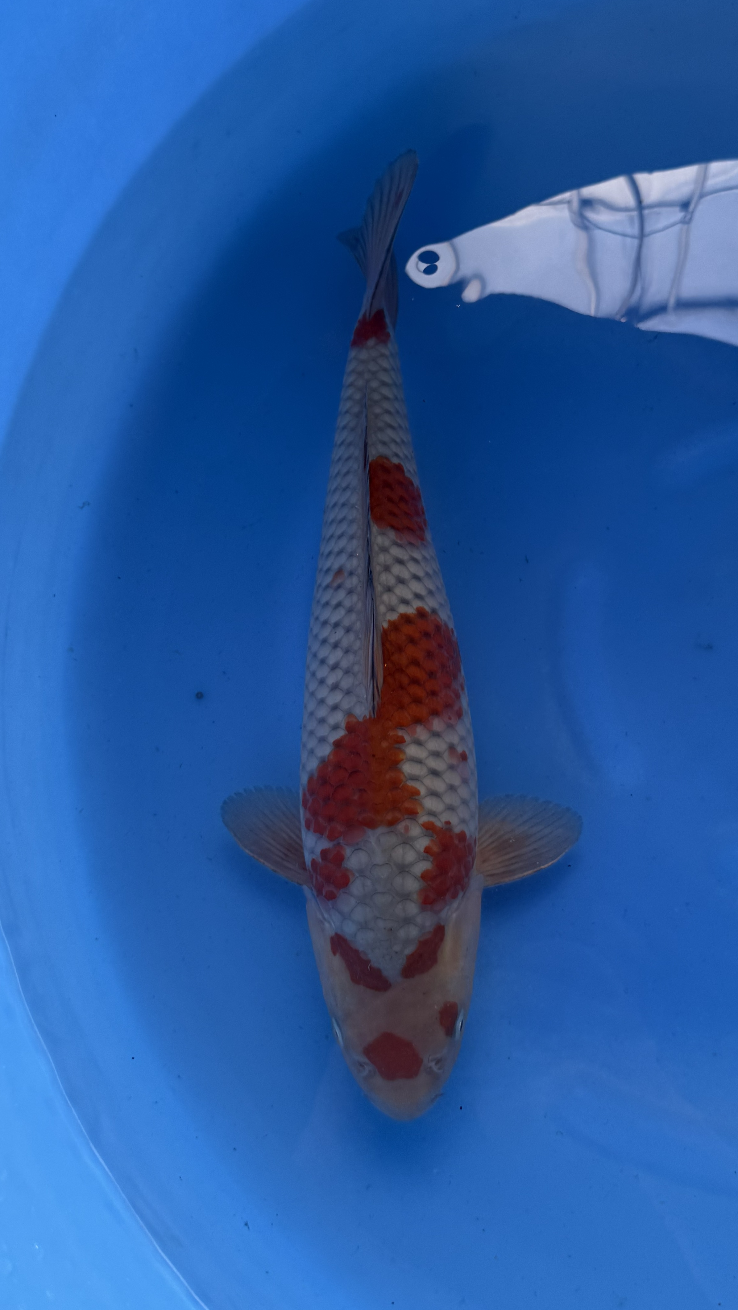 Kanezo - Nisai - Ochiba - KOI-7261685