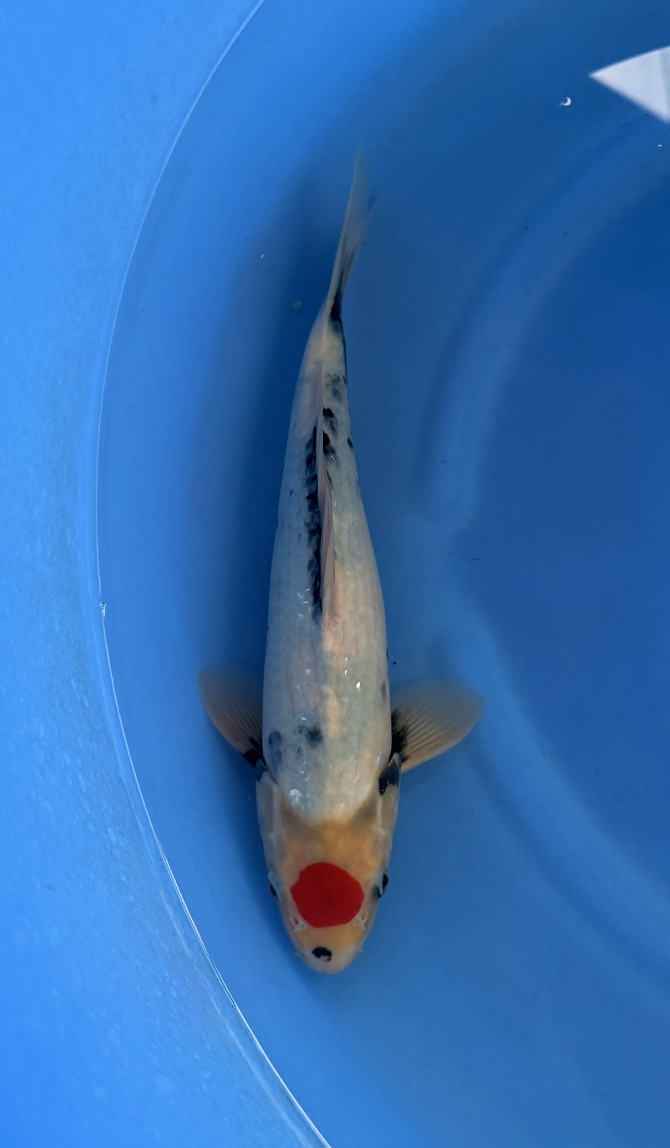 Dier, Vis, Zeeleven, Karper, Koi