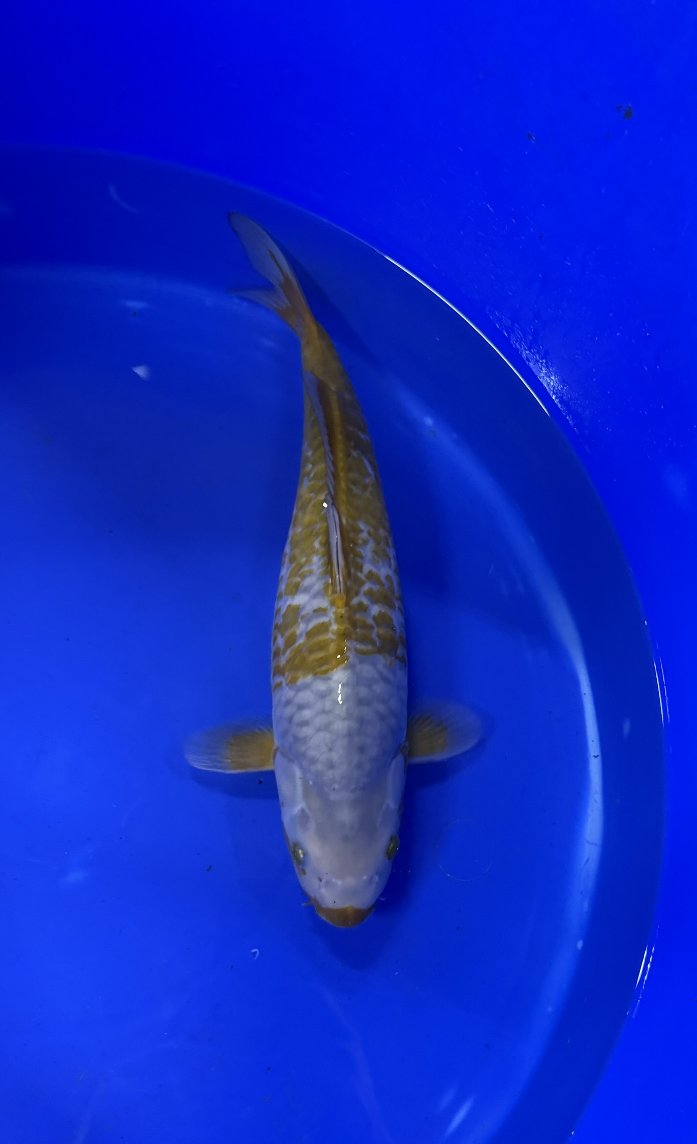 Aquatisch, Vis, Zeeleven, Karper, Koi