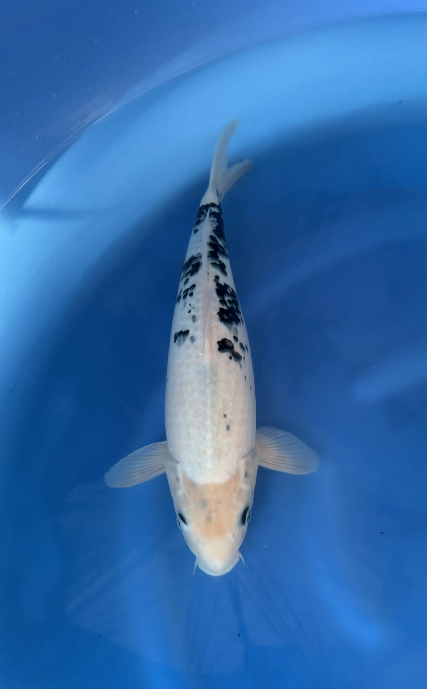 Vis, Zeeleven, Karper, Aquatisch, Koi