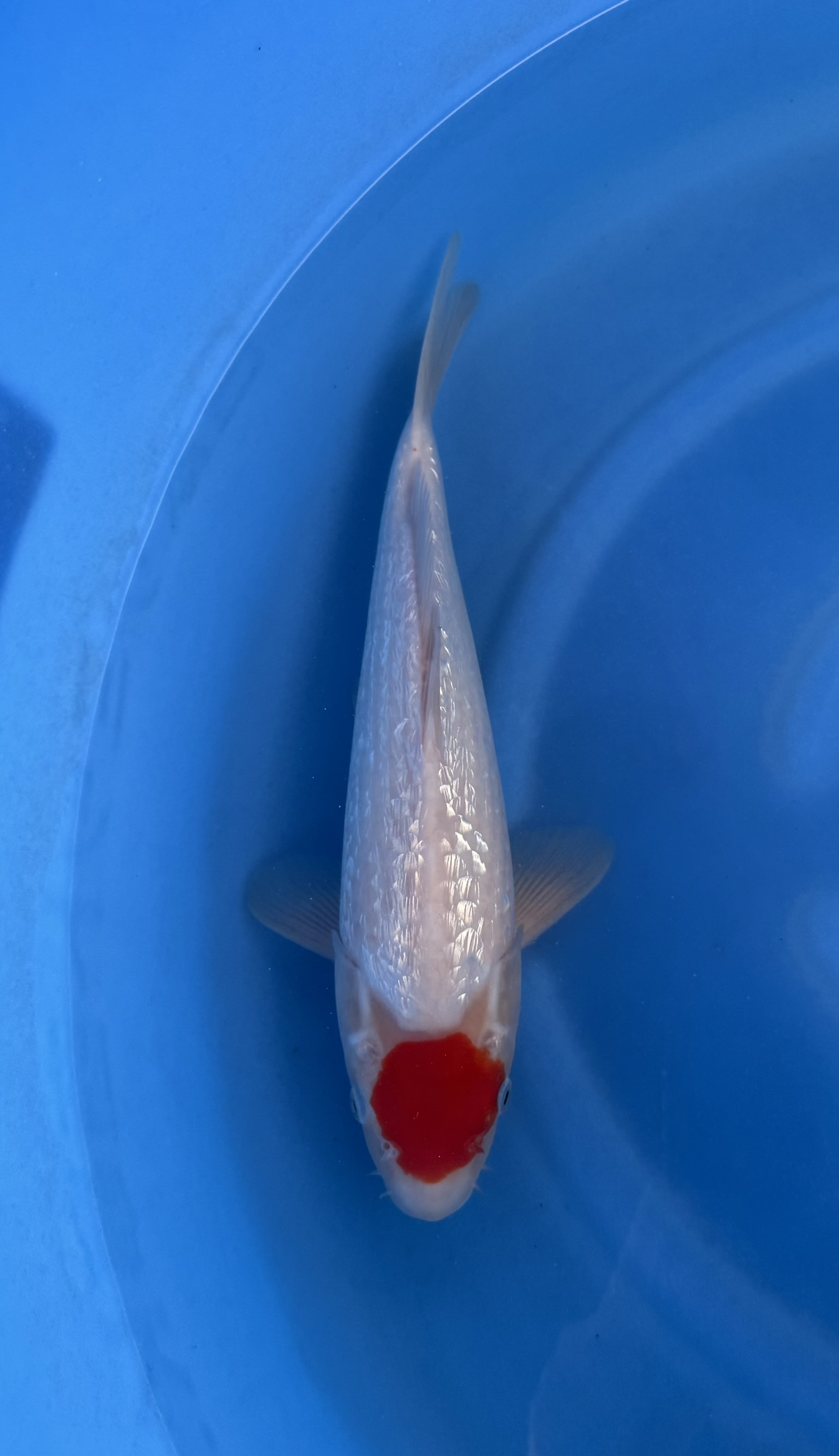 Dier, Vis, Zeeleven, Karper, Koi