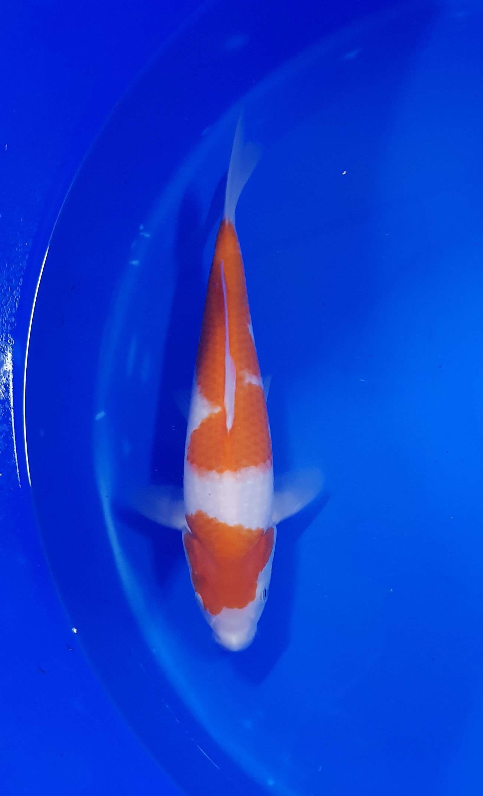 Yamamatsu - Nisai - Kohaku - KOI-62986