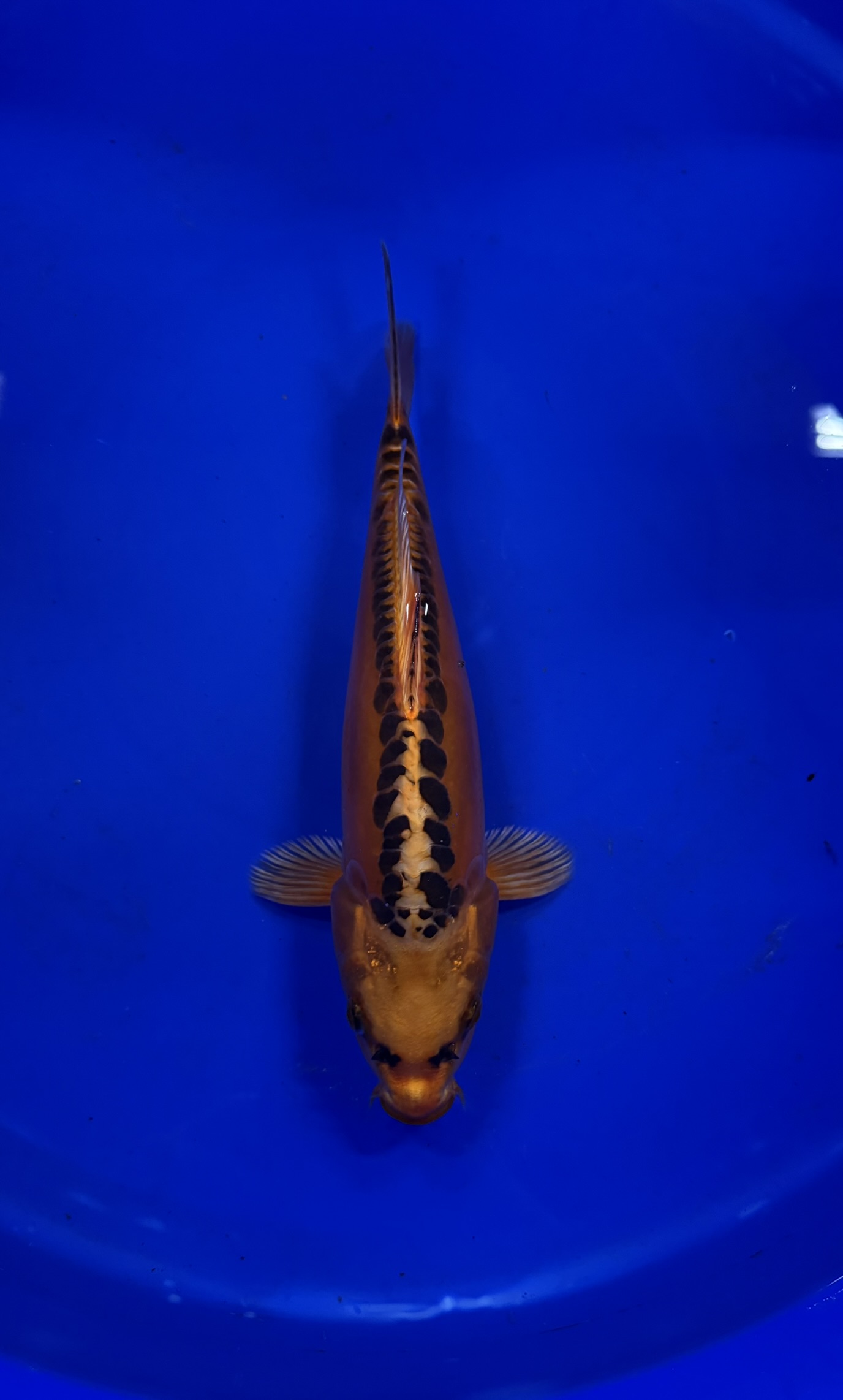 Aquatisch, Water, Karper, Vis, Koi