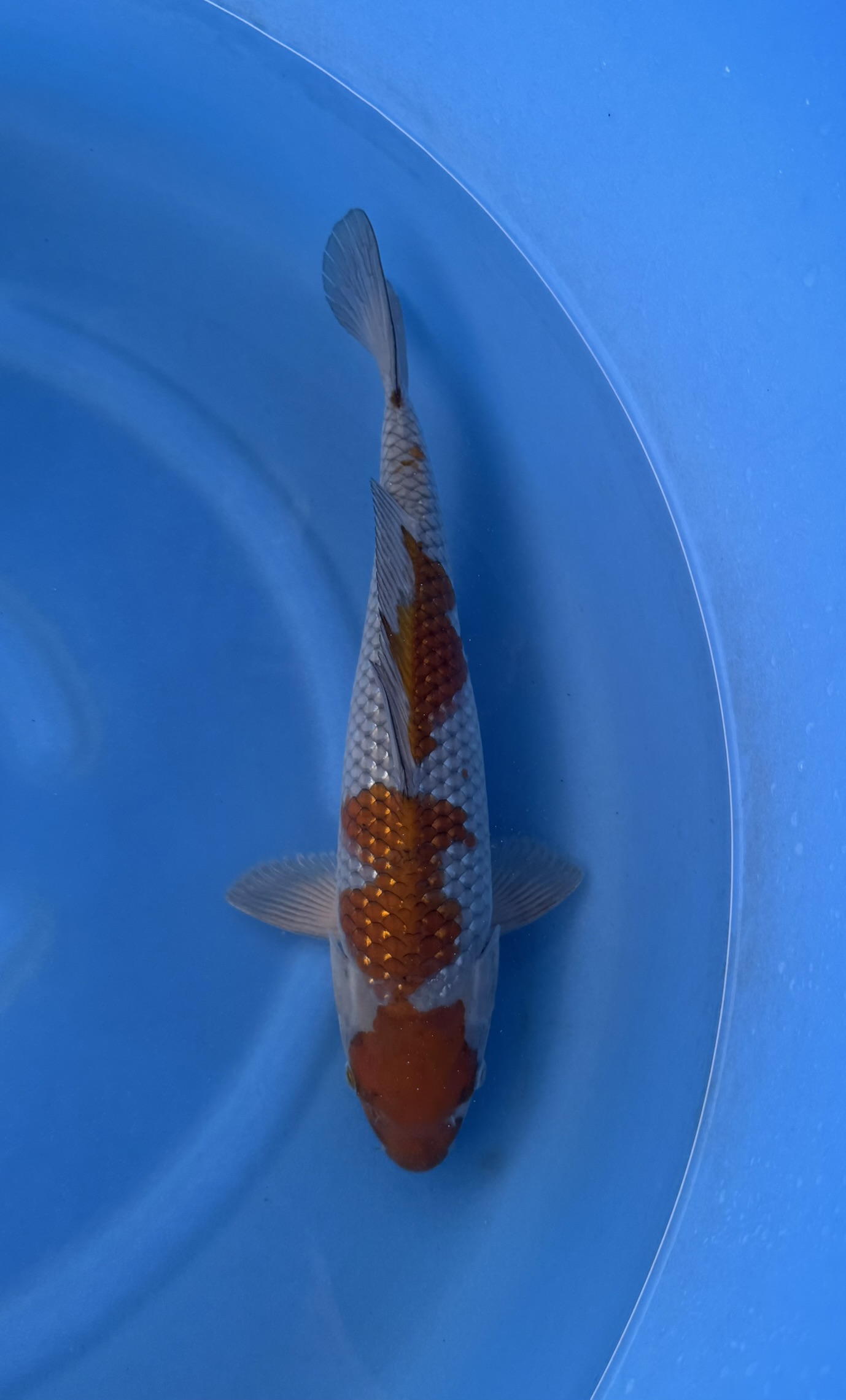 Vis, Zeeleven, Aquatisch, Karper, Koi