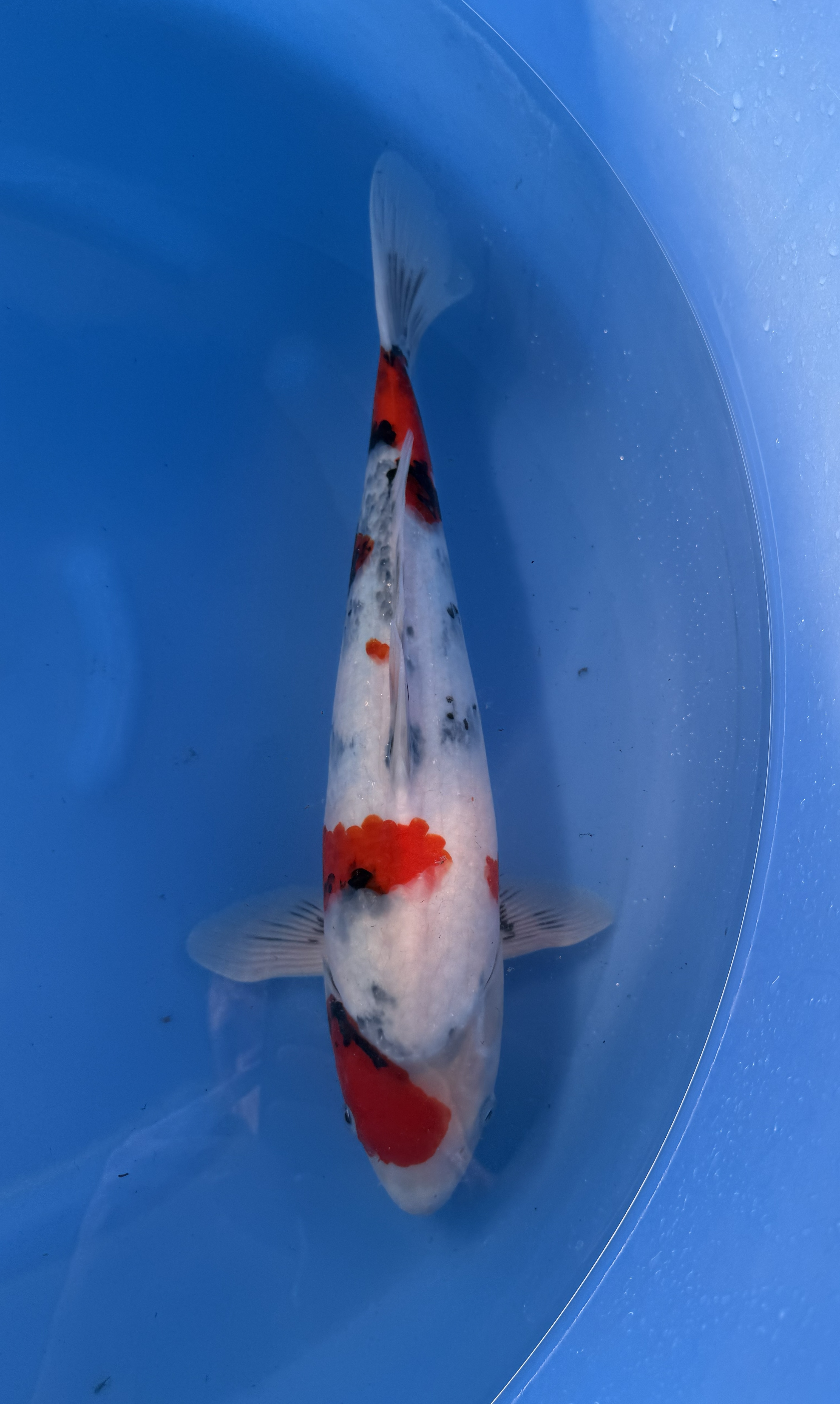 Kanezo - Nisai - Showa - KOI-7262461