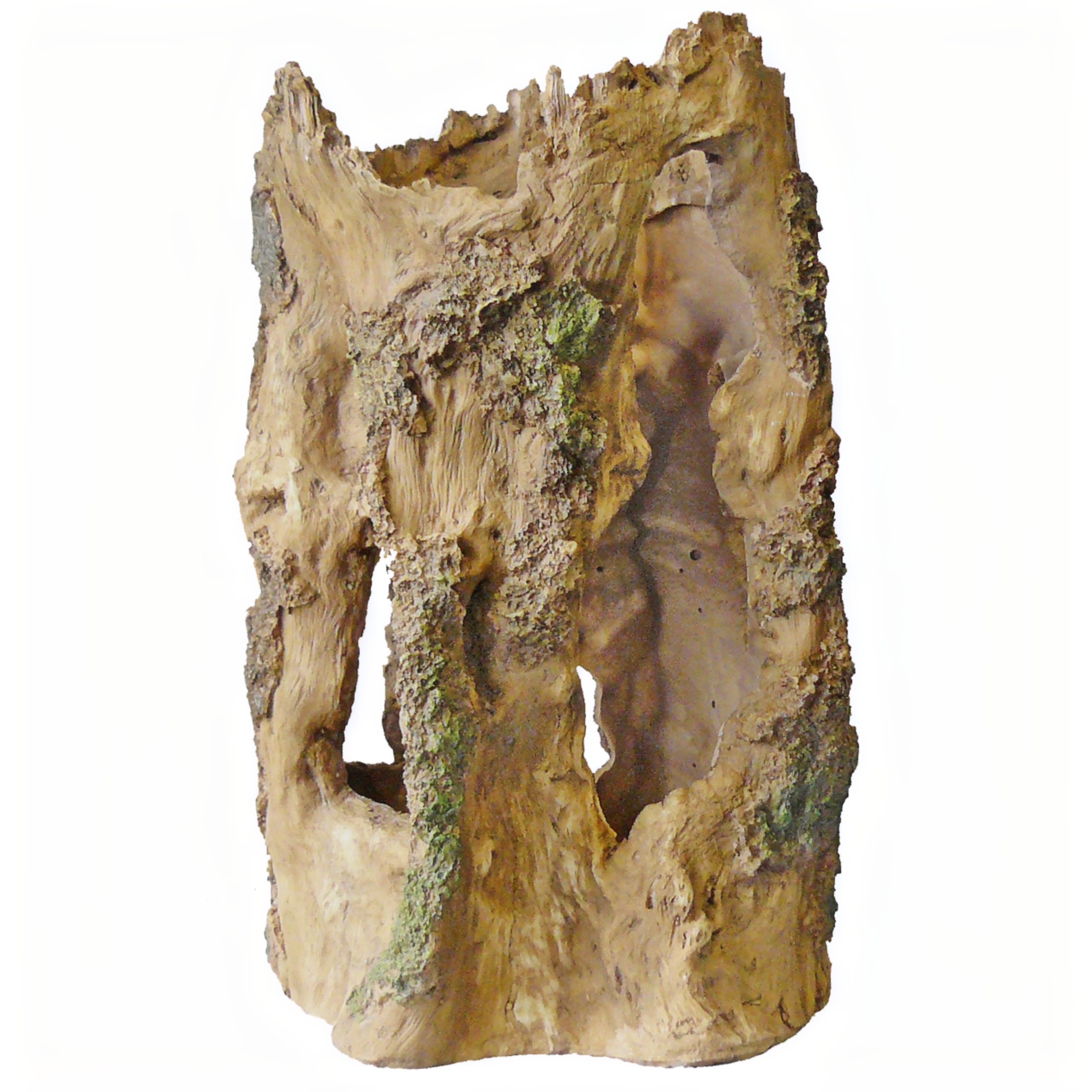 Superfish Boomhuis L - Levensecht Drijfhout Decor voor Zoet- & Zoutwateraquaria, Veilig & Duurzaam afbeelding