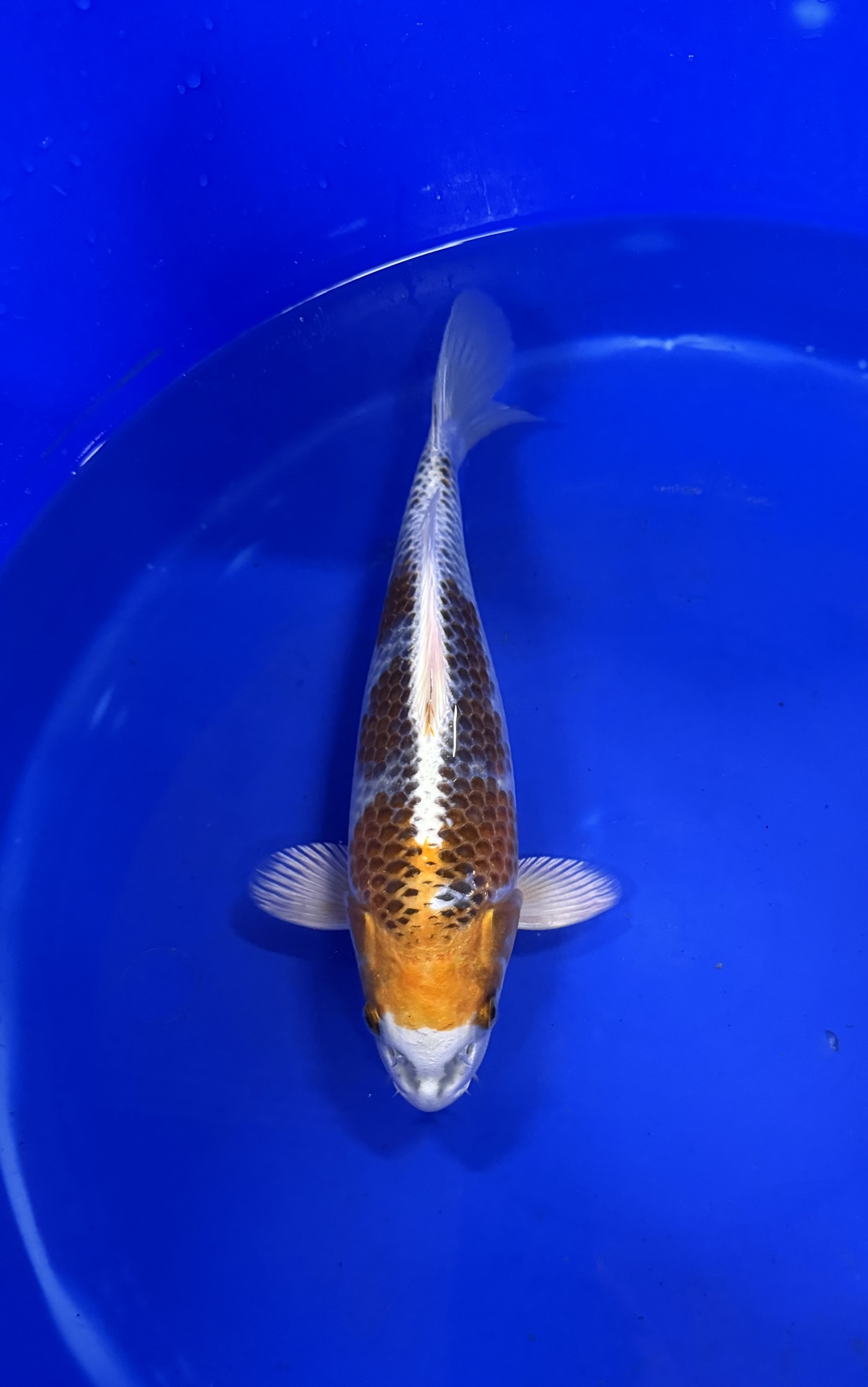 Aquatisch, Karper, Vis, Zeeleven, Koi