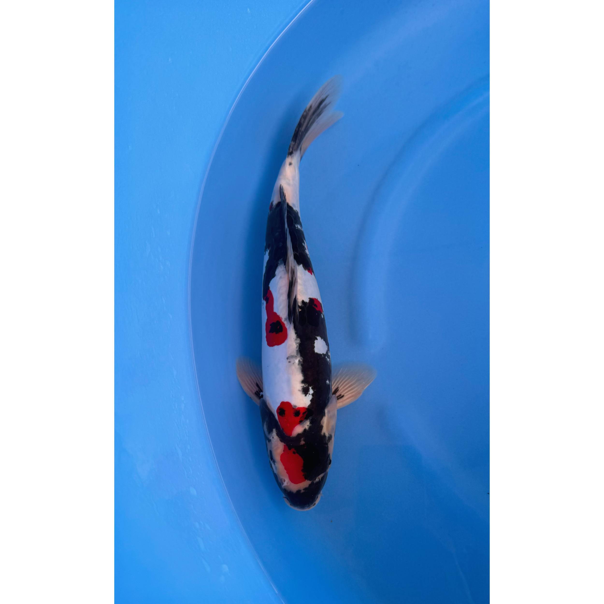 Kase - Nisai - Doitsu Showa - KOI-7261682