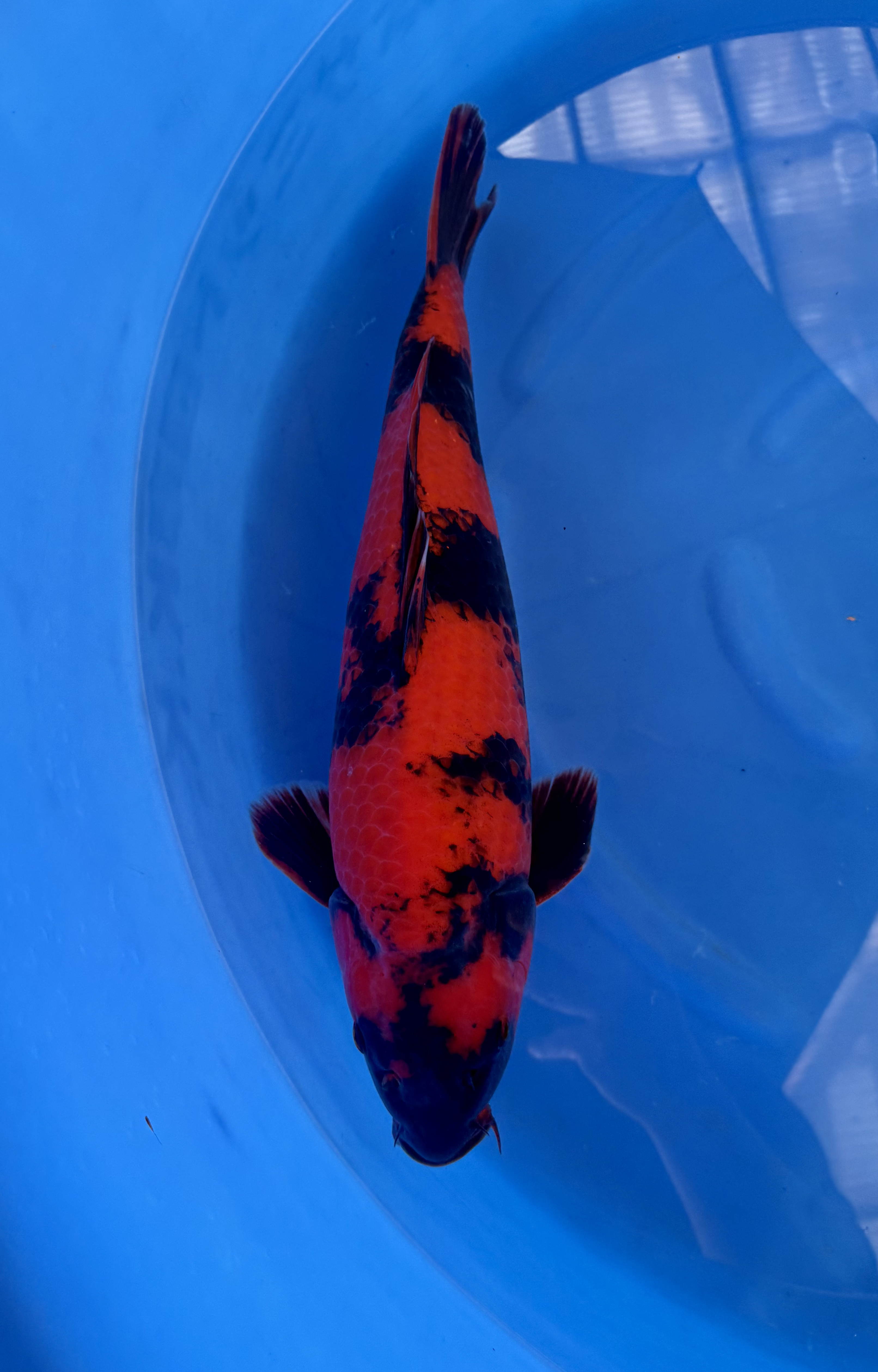 Yagoro - Nisai - Hi Utsuri - KOI-7261326