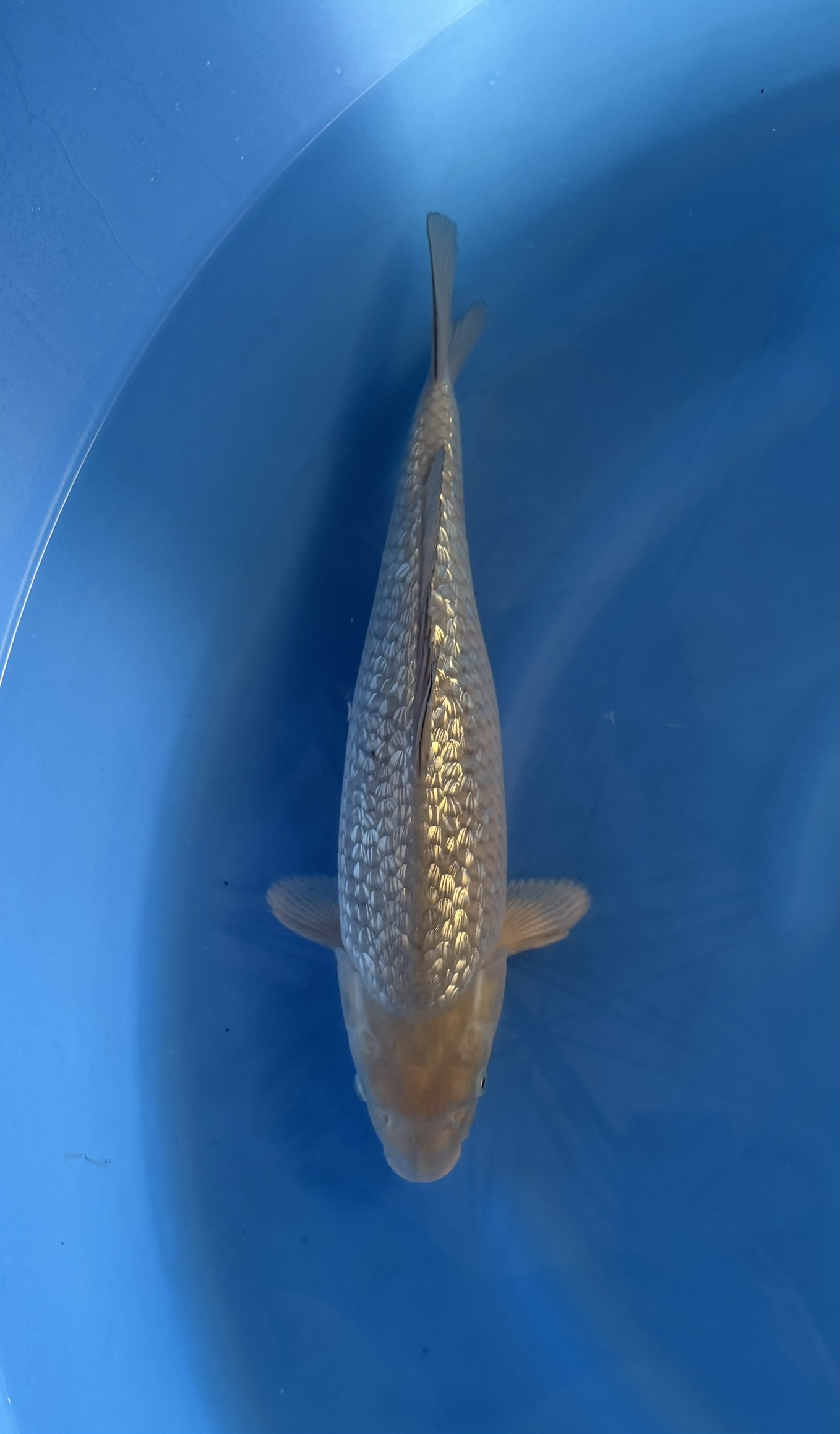 Dier, Vis, Zeeleven, Aquatisch, Karper