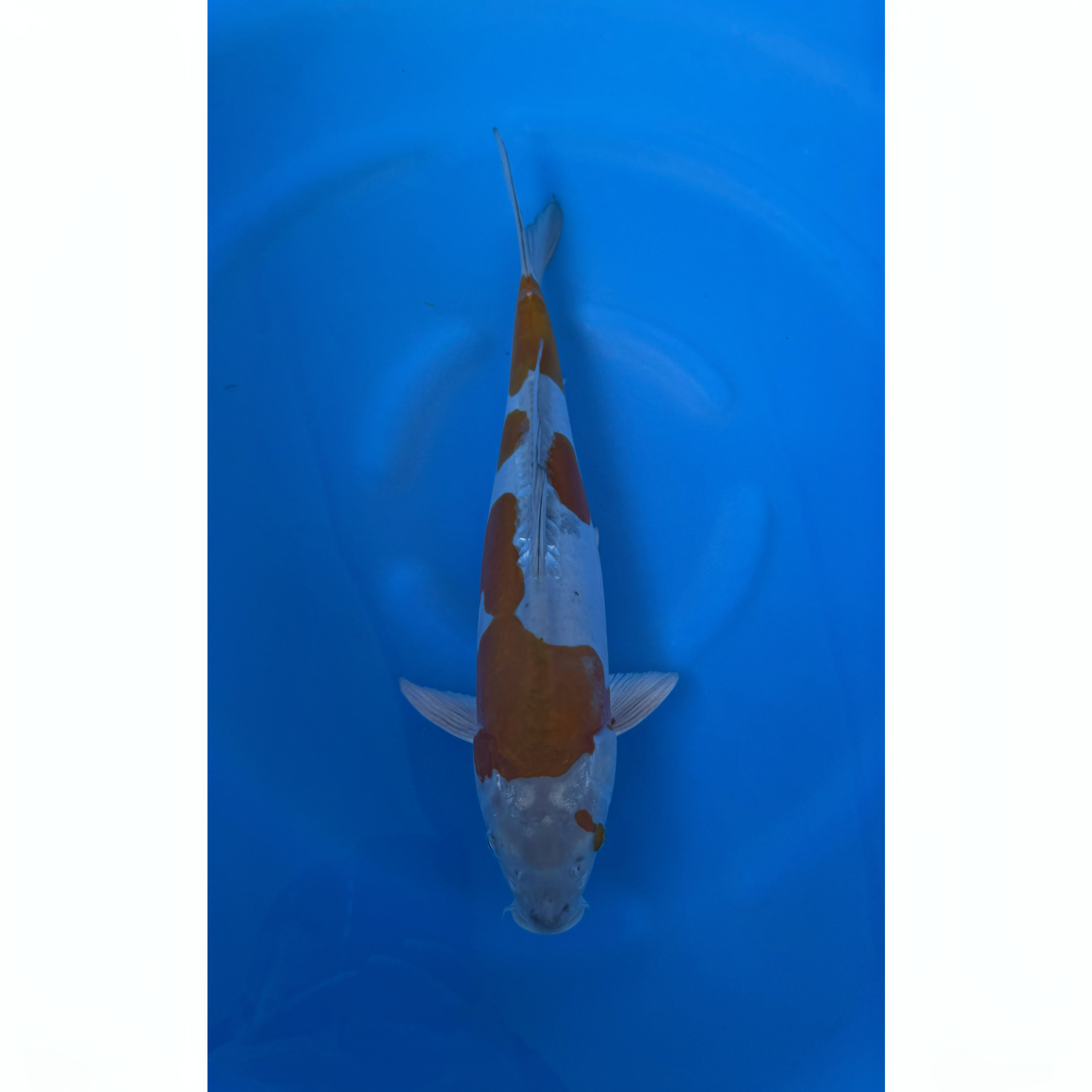 Kase - Nisai - Doitsu Ochiba - KOI-7260604