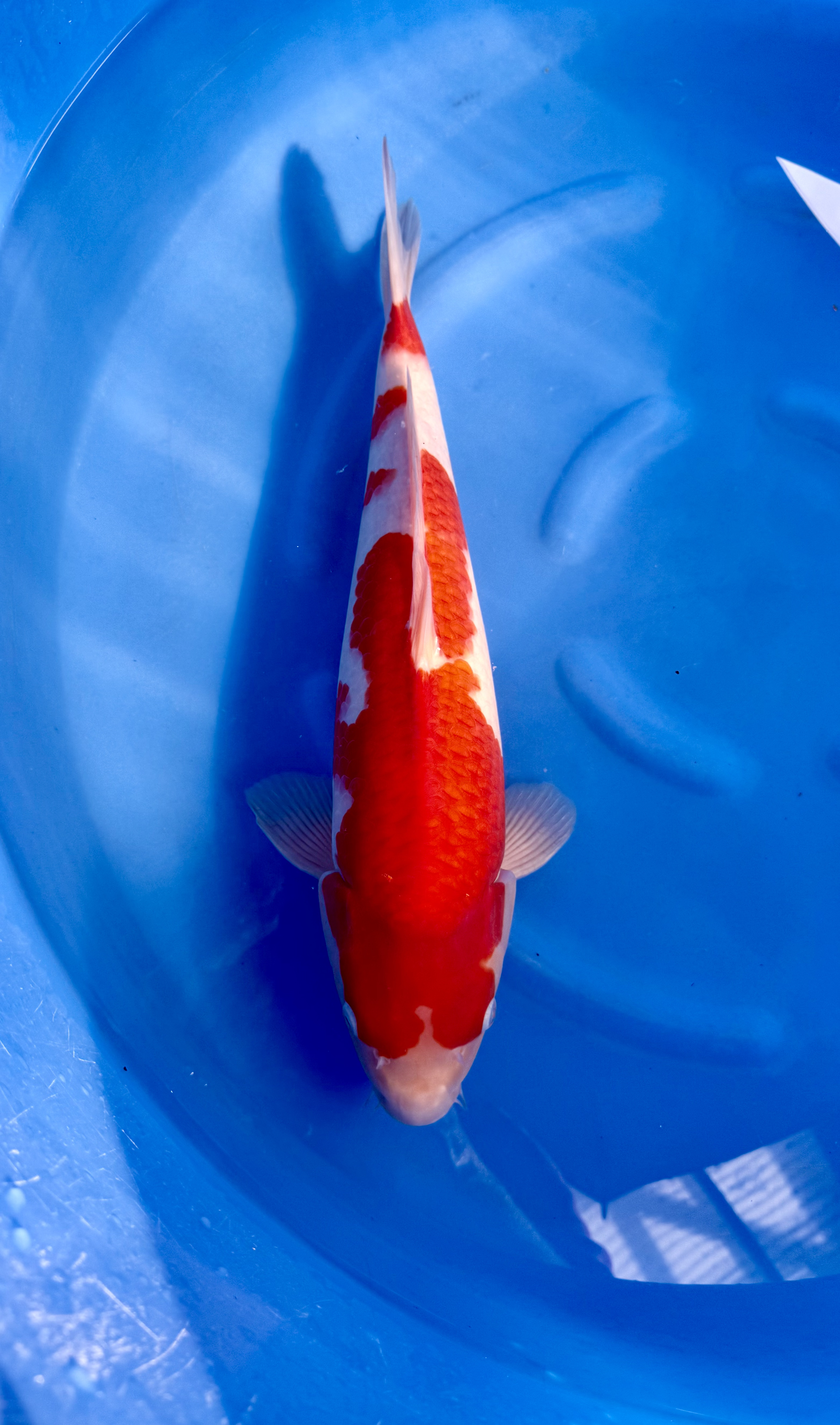 Yagoro - Nisai - Kohaku - KOI-7261431