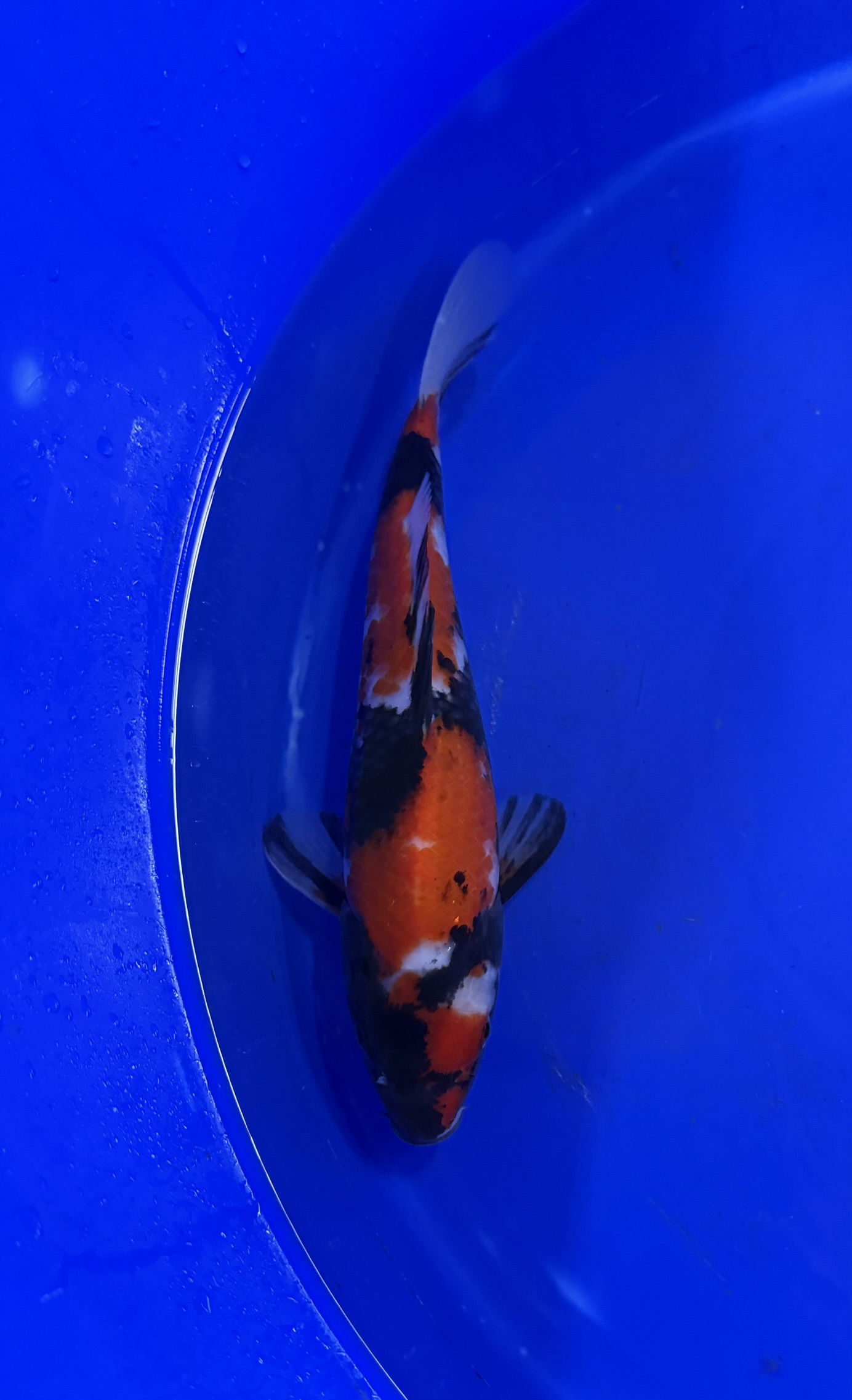 Aquatisch, Vis, Zeeleven, Karper, Koi