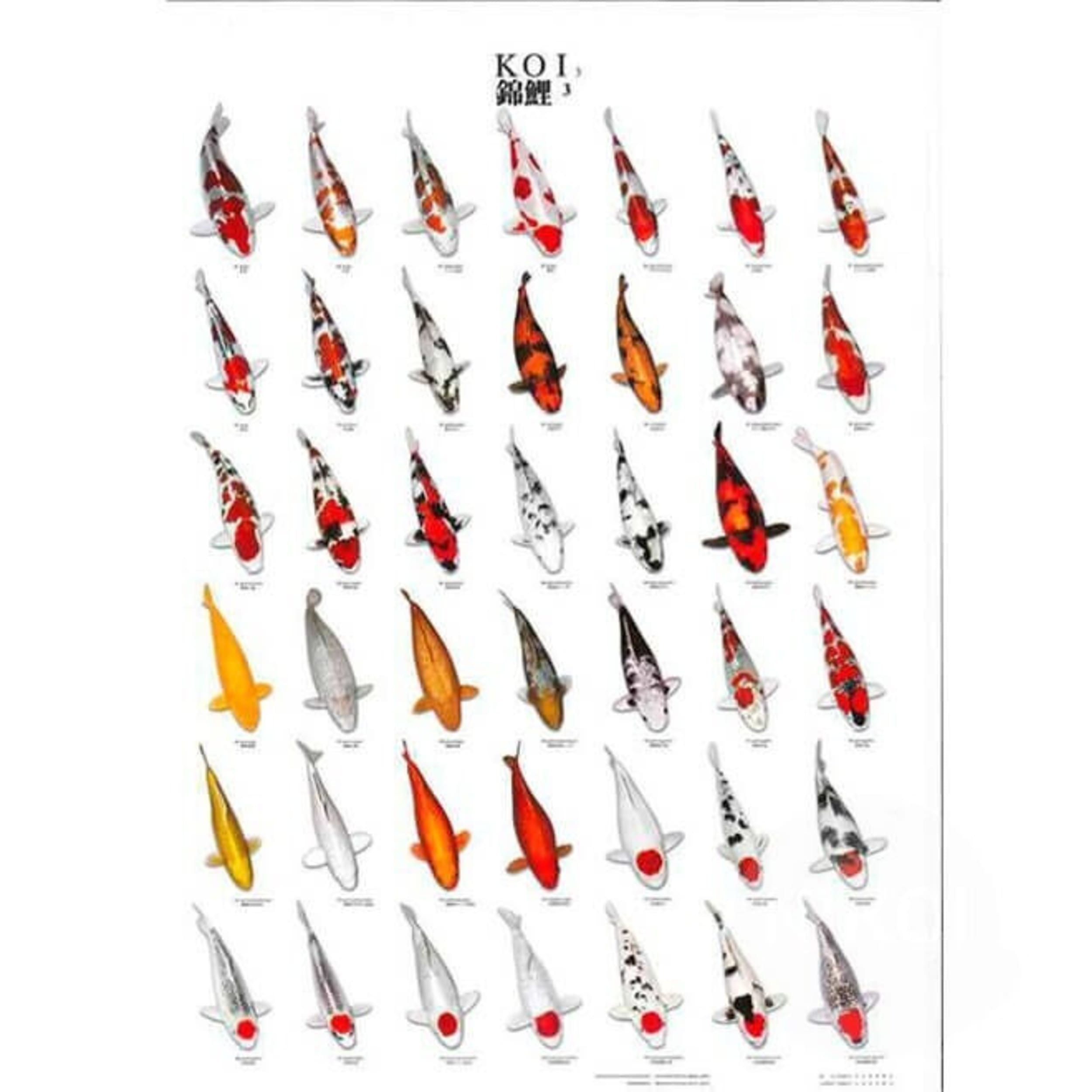 Superfish Koiposter Nr.3 - Gelamineerde, Weerbestendige Educatieve Gids voor Koi-liefhebbers afbeelding