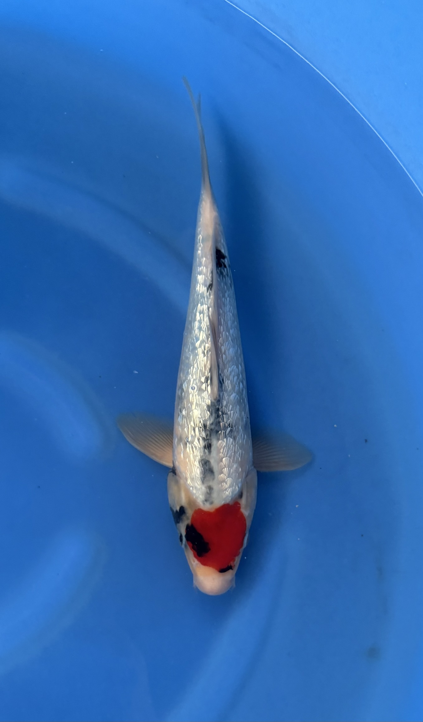 Dier, Karper, Vis, Zeeleven, Koi