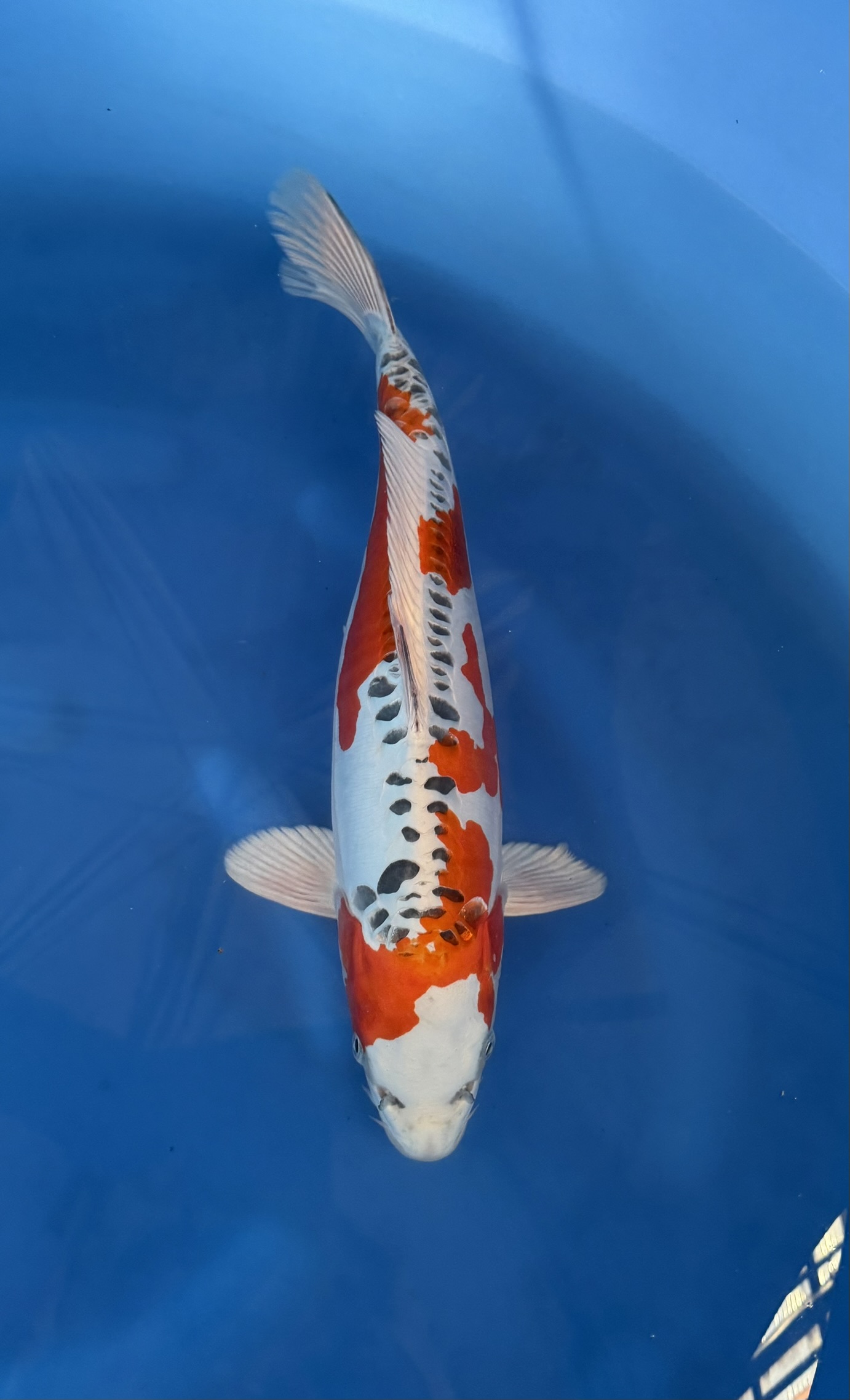 Vis, Zeeleven, Karper, Koi, Aquatisch