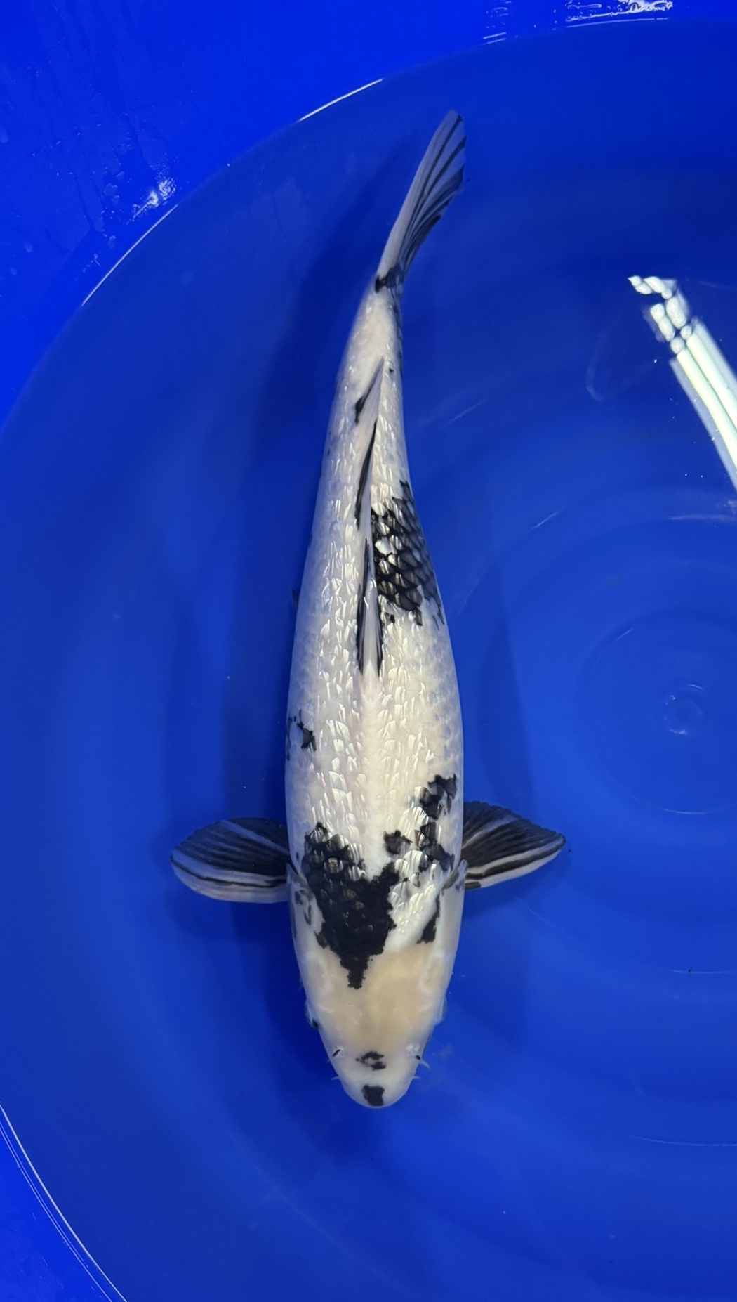 Marusei - Nisai - Ginrin Shiro Utsuri - KOI-7260111