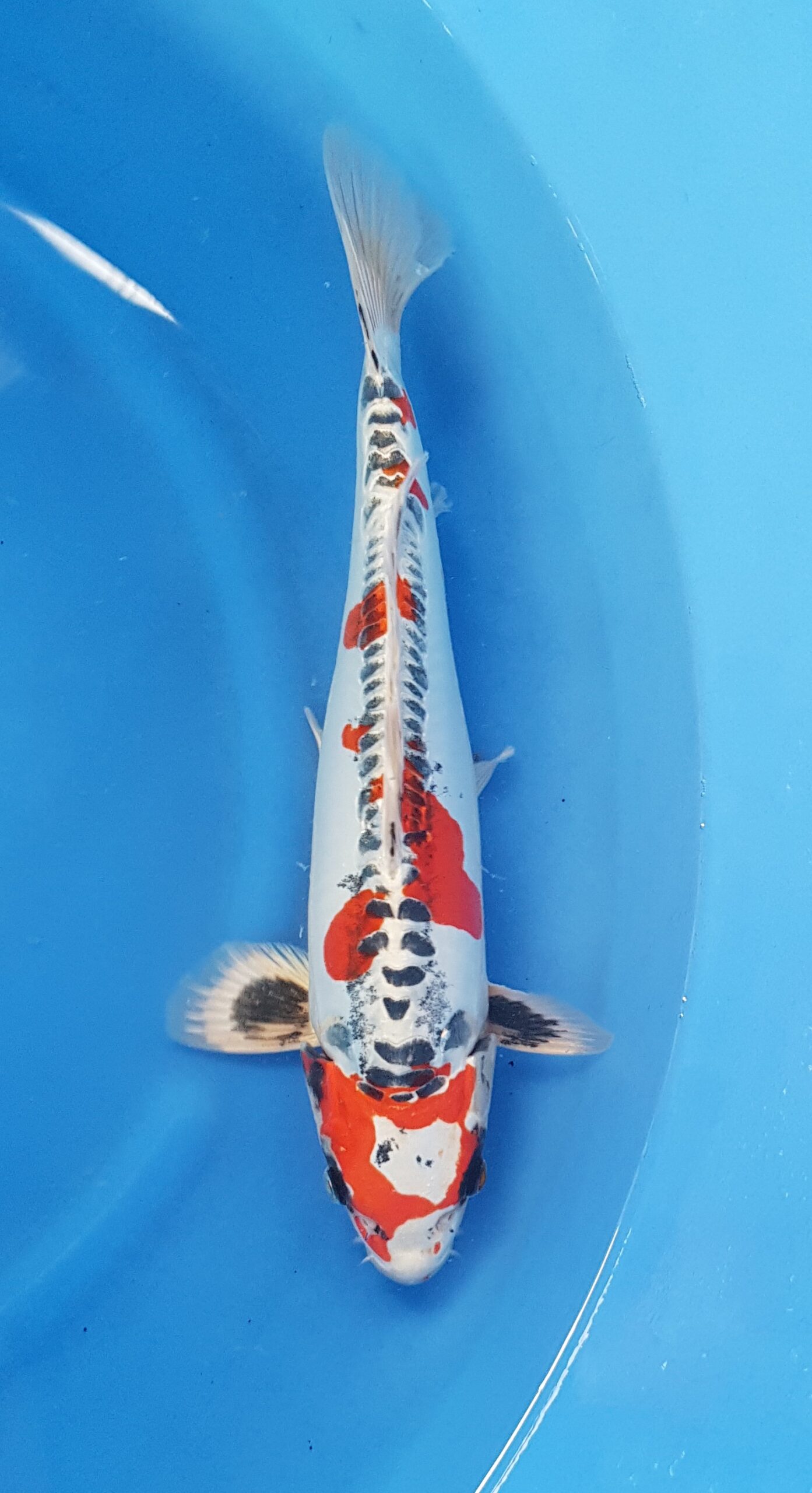 Kikokuryu (beni) - Nisai (2 jaar) - KOI-30453