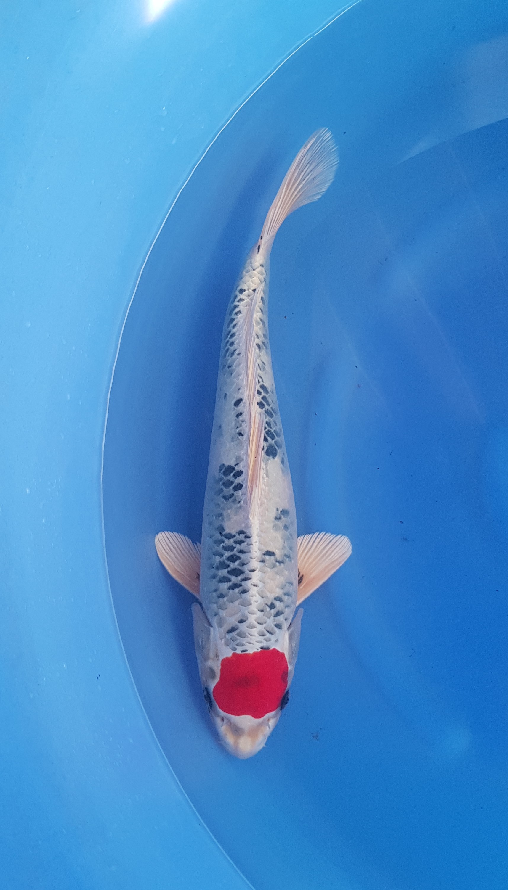 Kanezo - Nisai - Tancho Kin Showa - KOI-62323