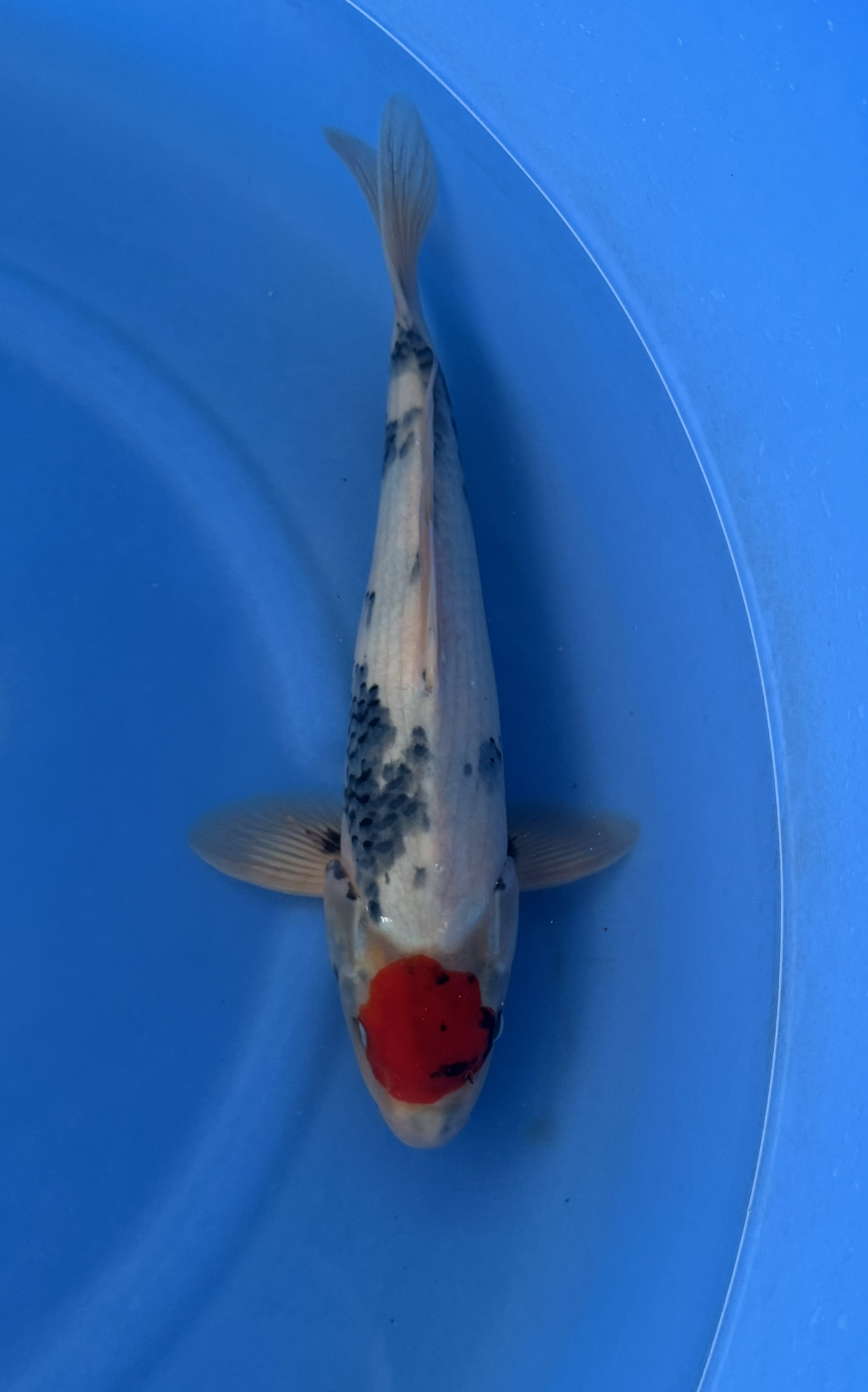 Dier, Vis, Zeeleven, Karper, Koi