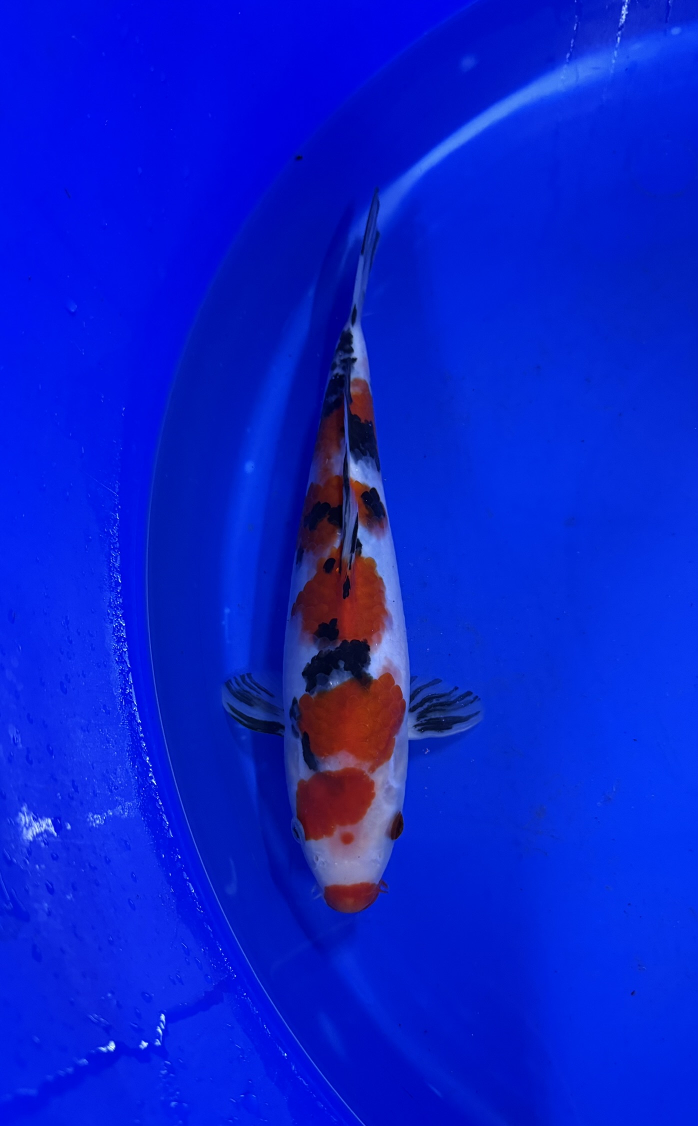 Aquatisch, Karper, Vis, Zeeleven, Koi