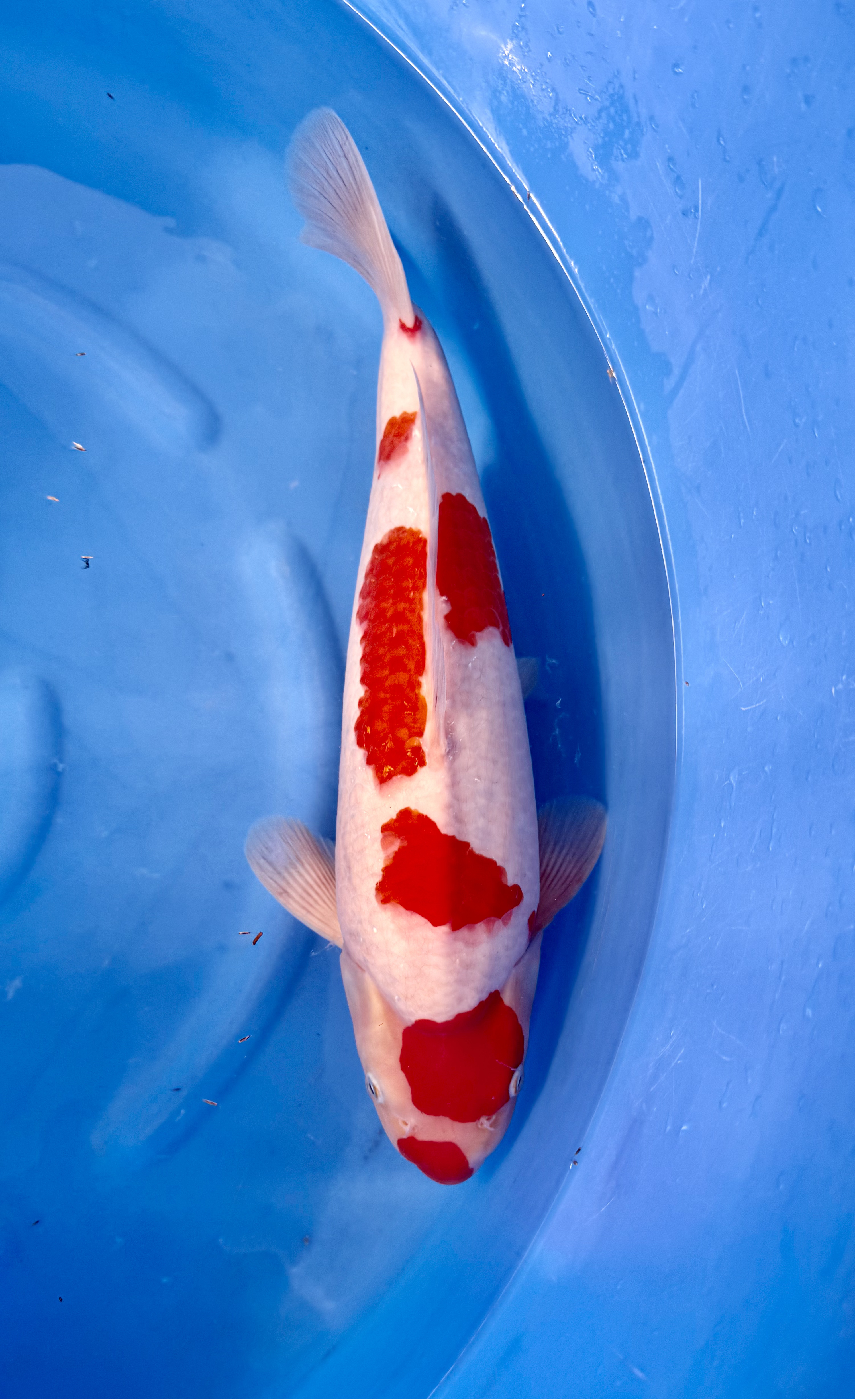 Yagoro - Nisai - Kohaku - KOI-7260218