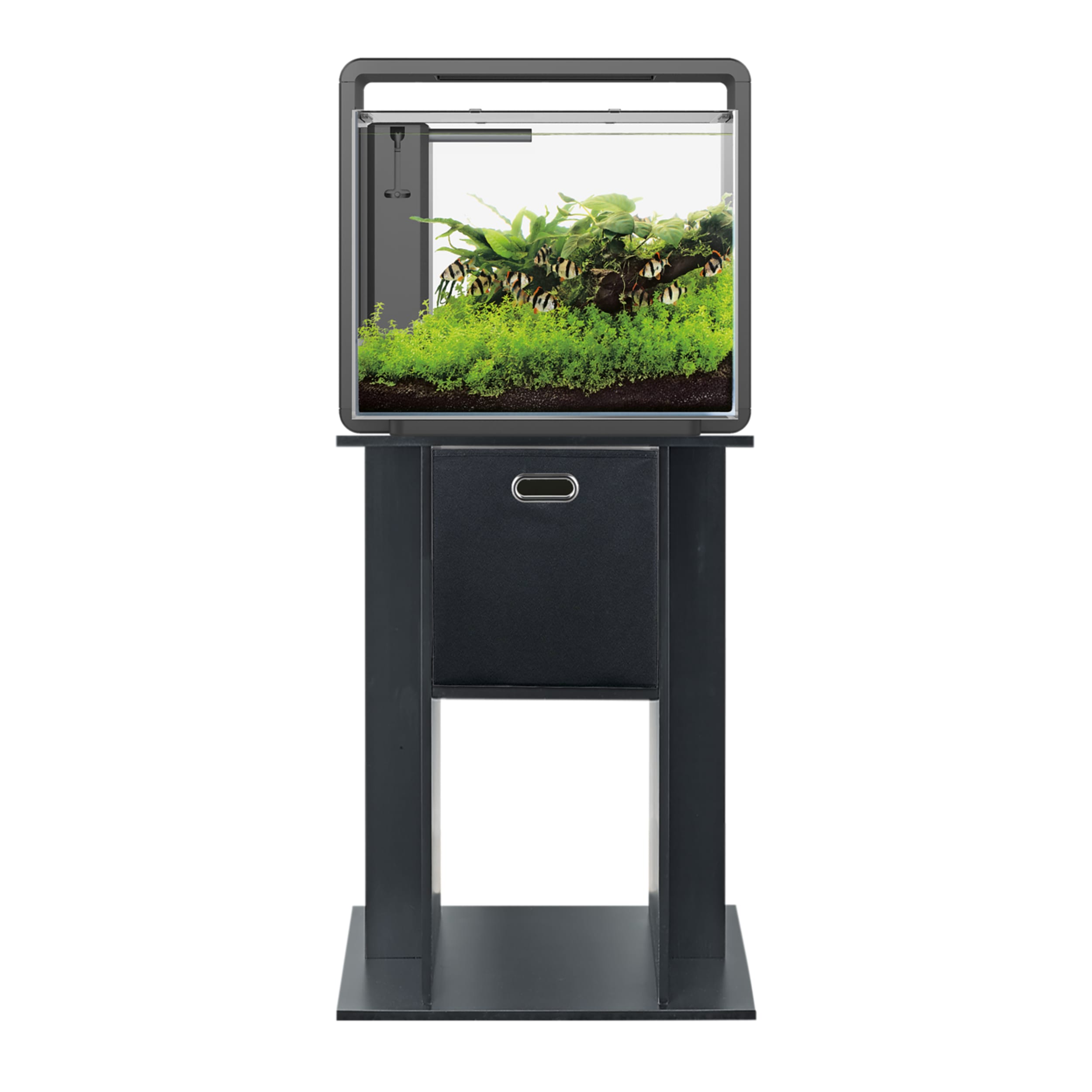 Dier, Aquarium, Vis, Zeeleven, Water