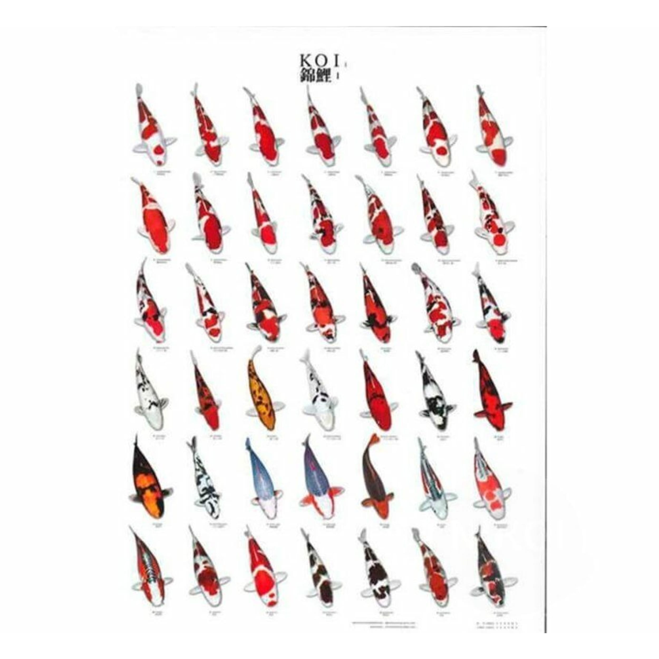 Superfish Koiposter Nr.1 A4 Gelamineerd - Weerbestendige Identificatiegids voor Koi afbeelding