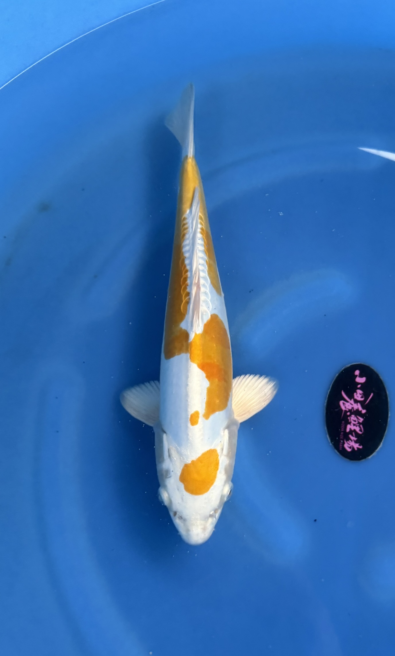 Dier, Vis, Zeeleven, Karper, Koi