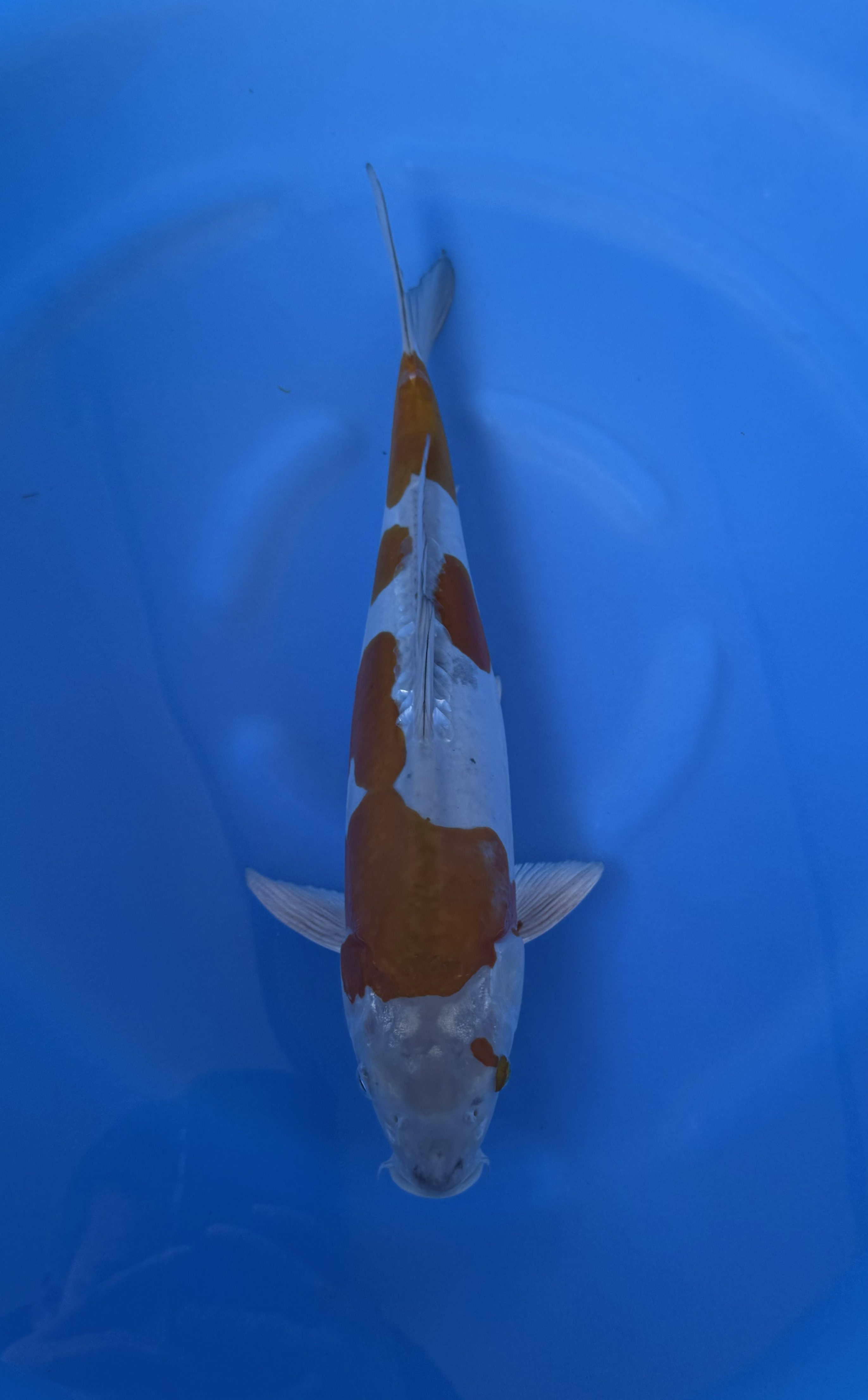 Aquatisch, Karper, Vis, Zeeleven, Koi