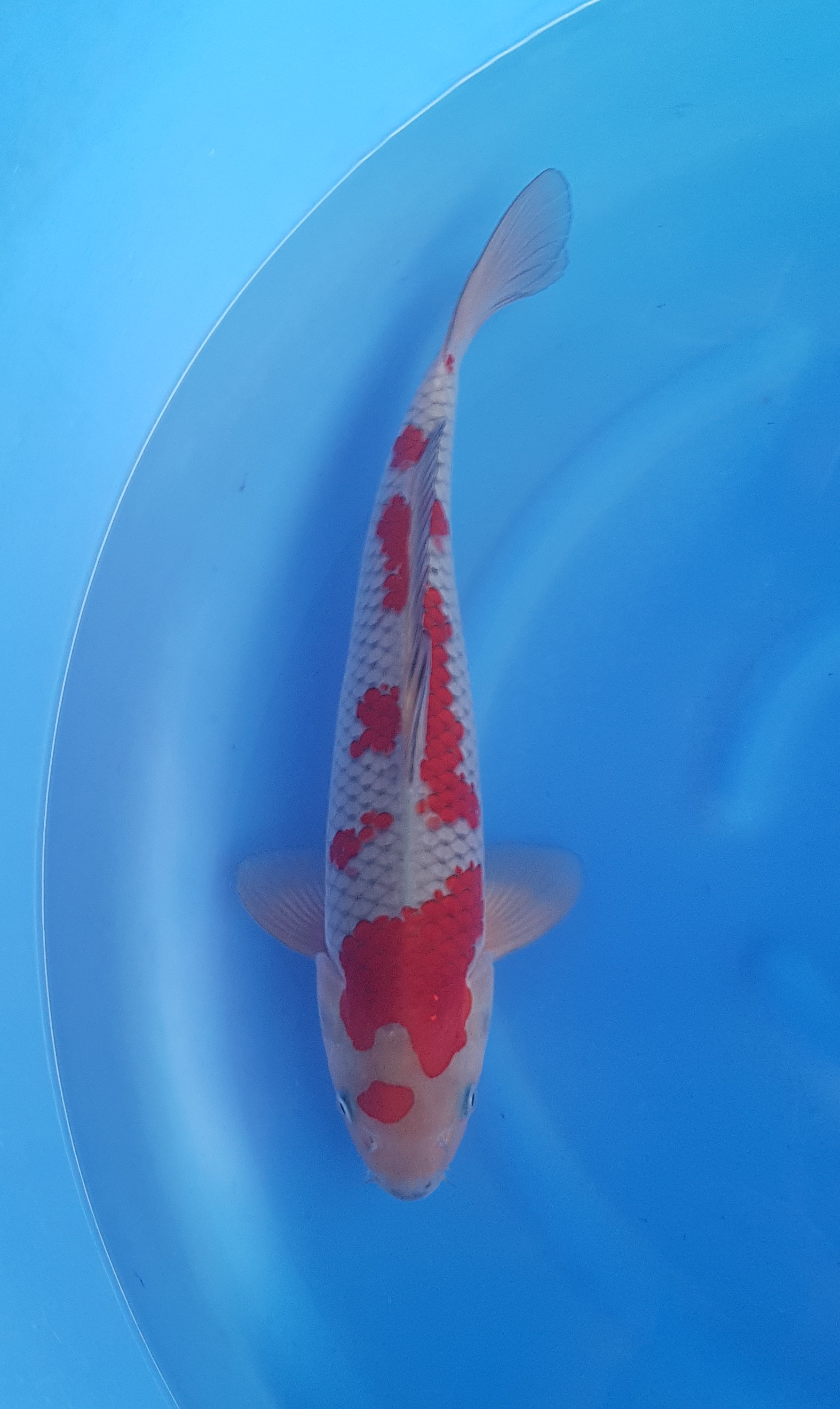 Kanezo - Nisai - Ochiba - KOI-62324