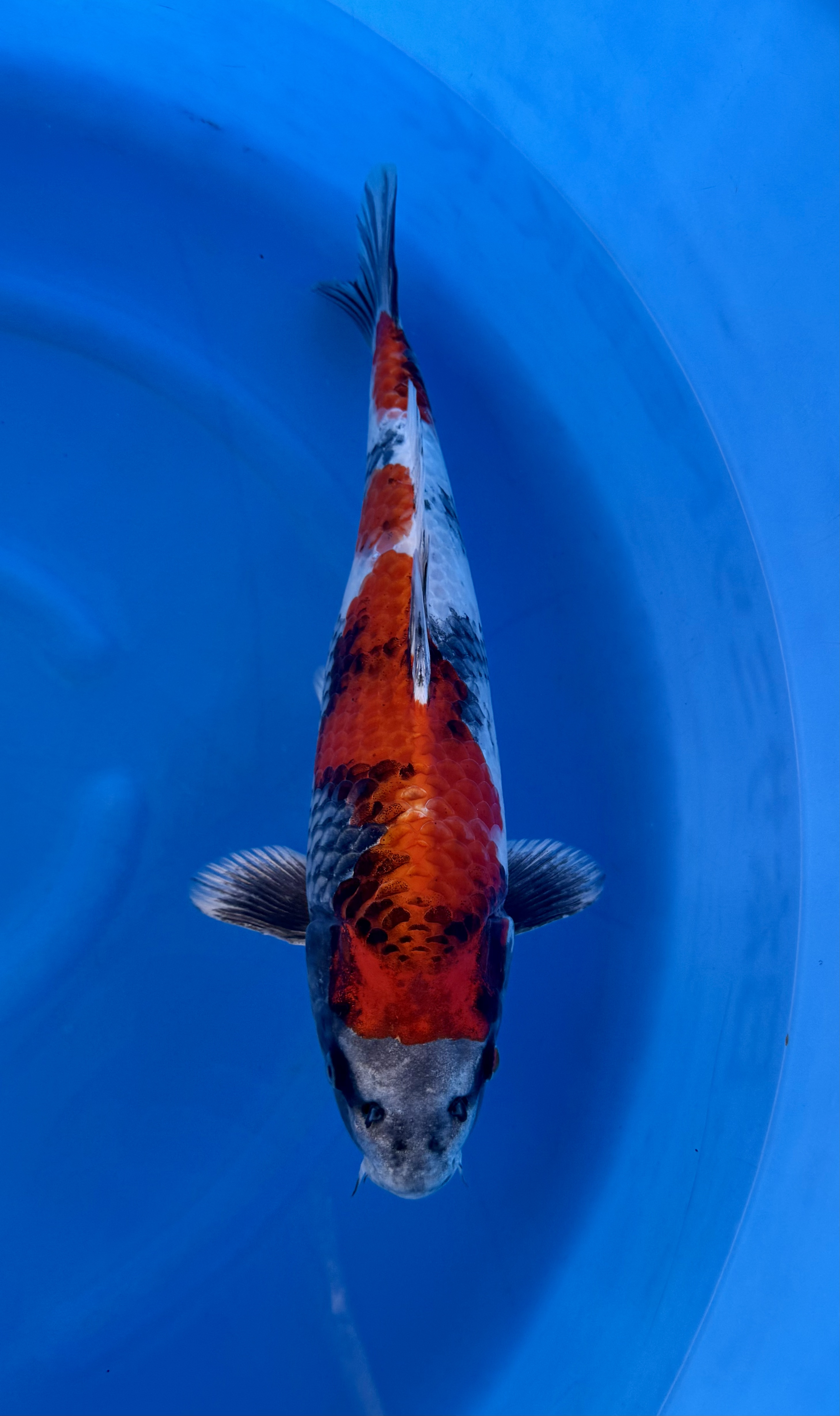 Yagoro - Nisai - Kin Showa - KOI-7260284