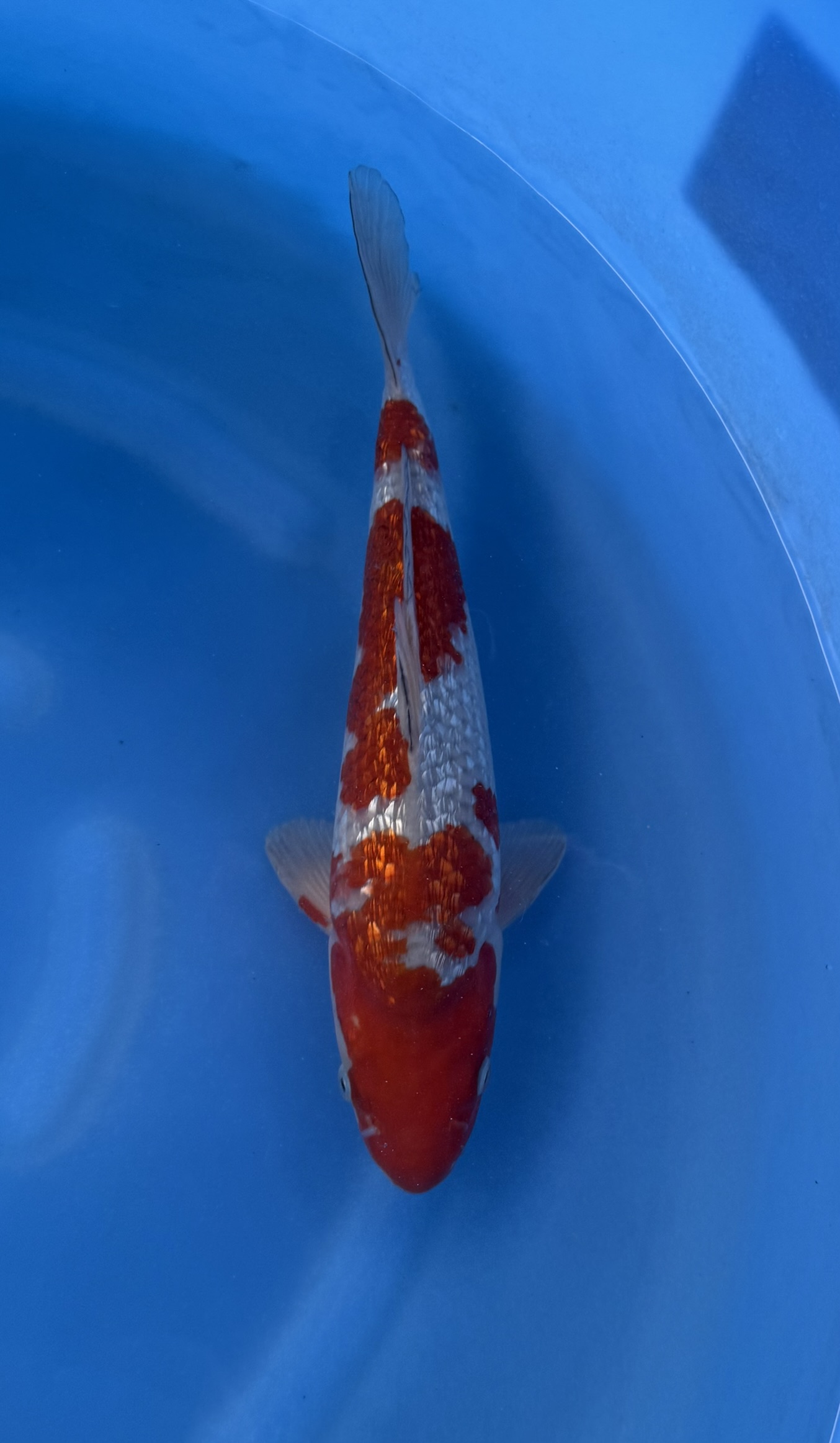 Dier, Zeeleven, Vis, Karper, Koi