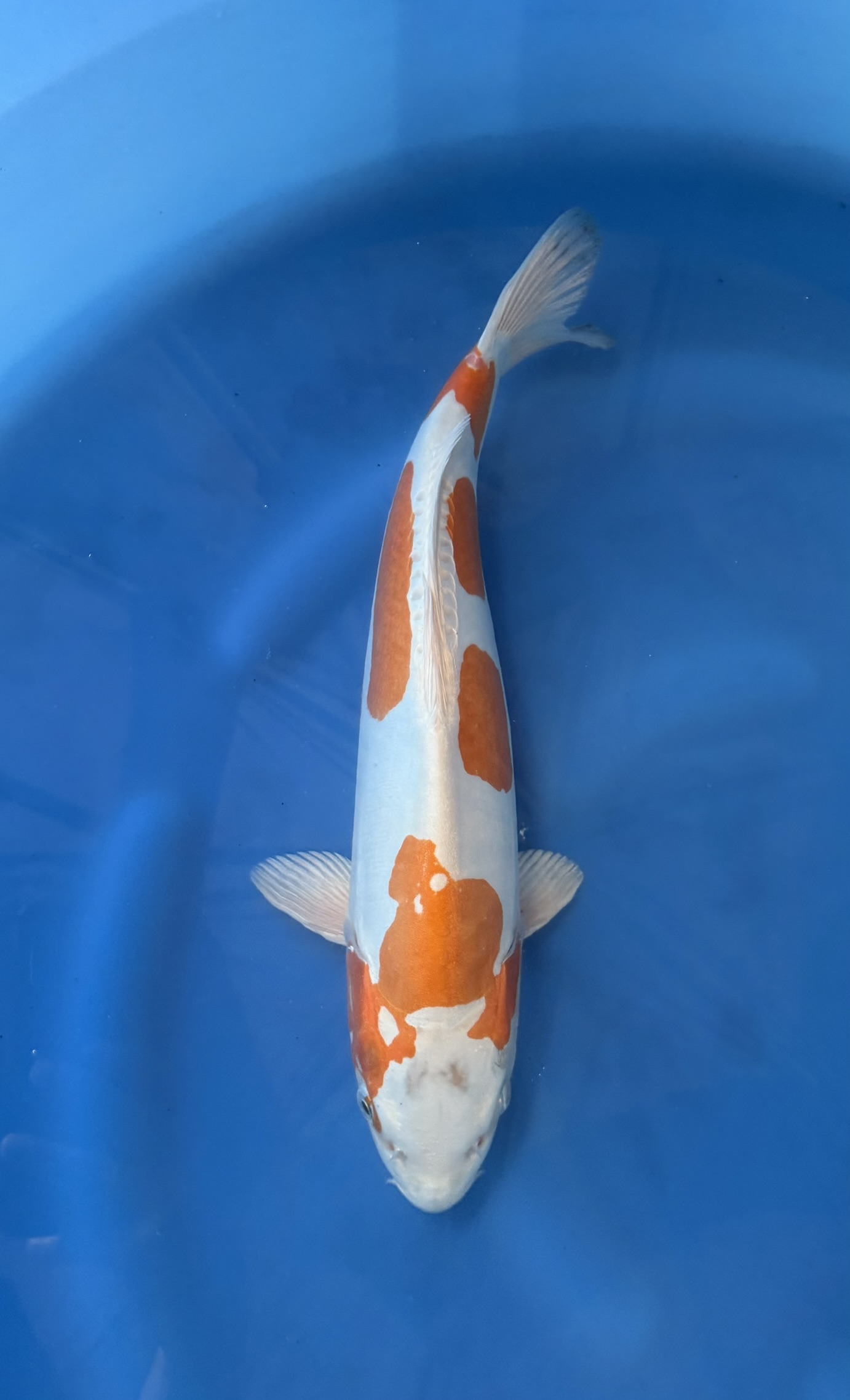 Dier, Vis, Zeeleven, Karper, Koi