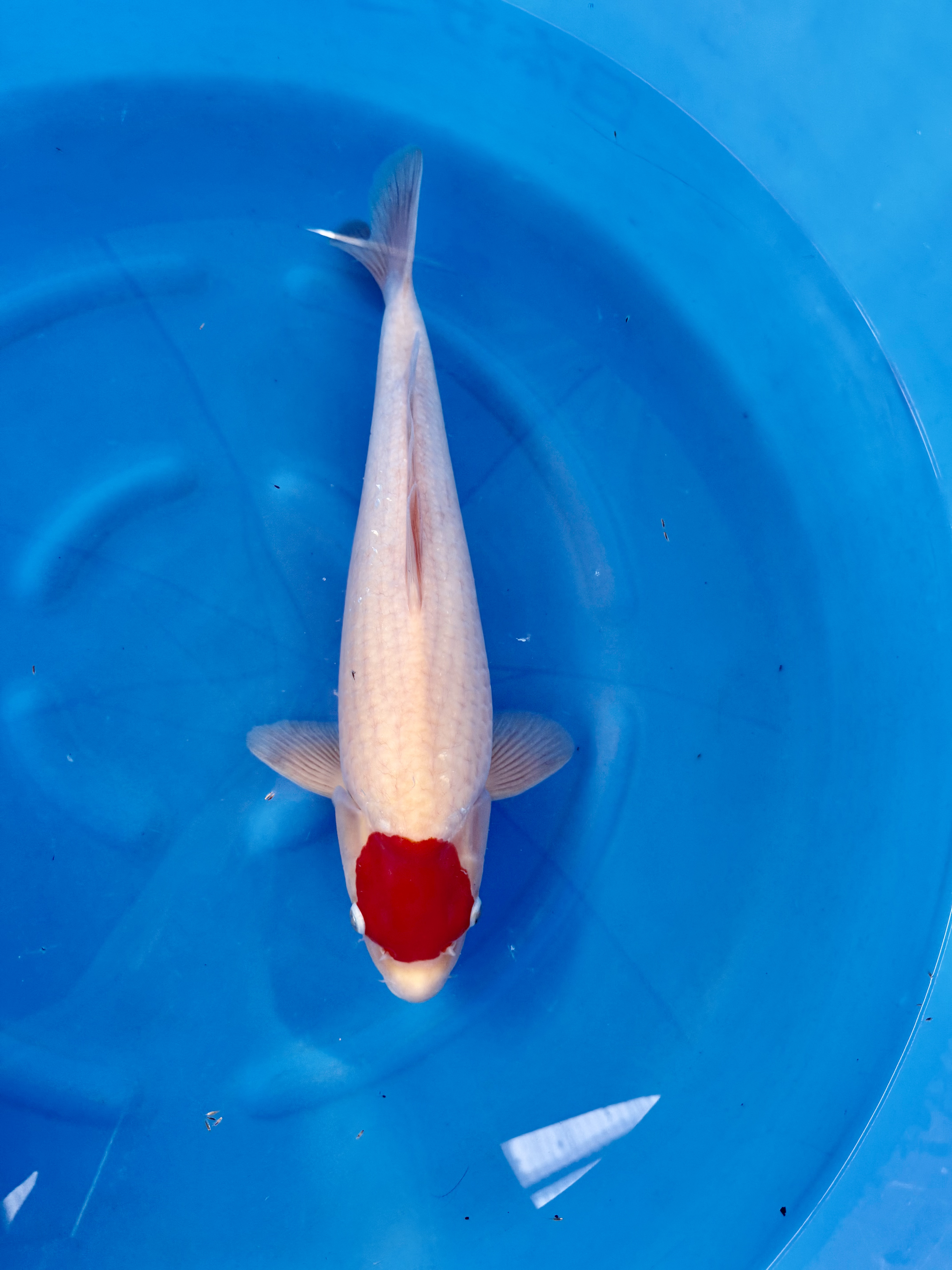 Yagoro - Nisai - Tancho Kohaku - KOI-7260328